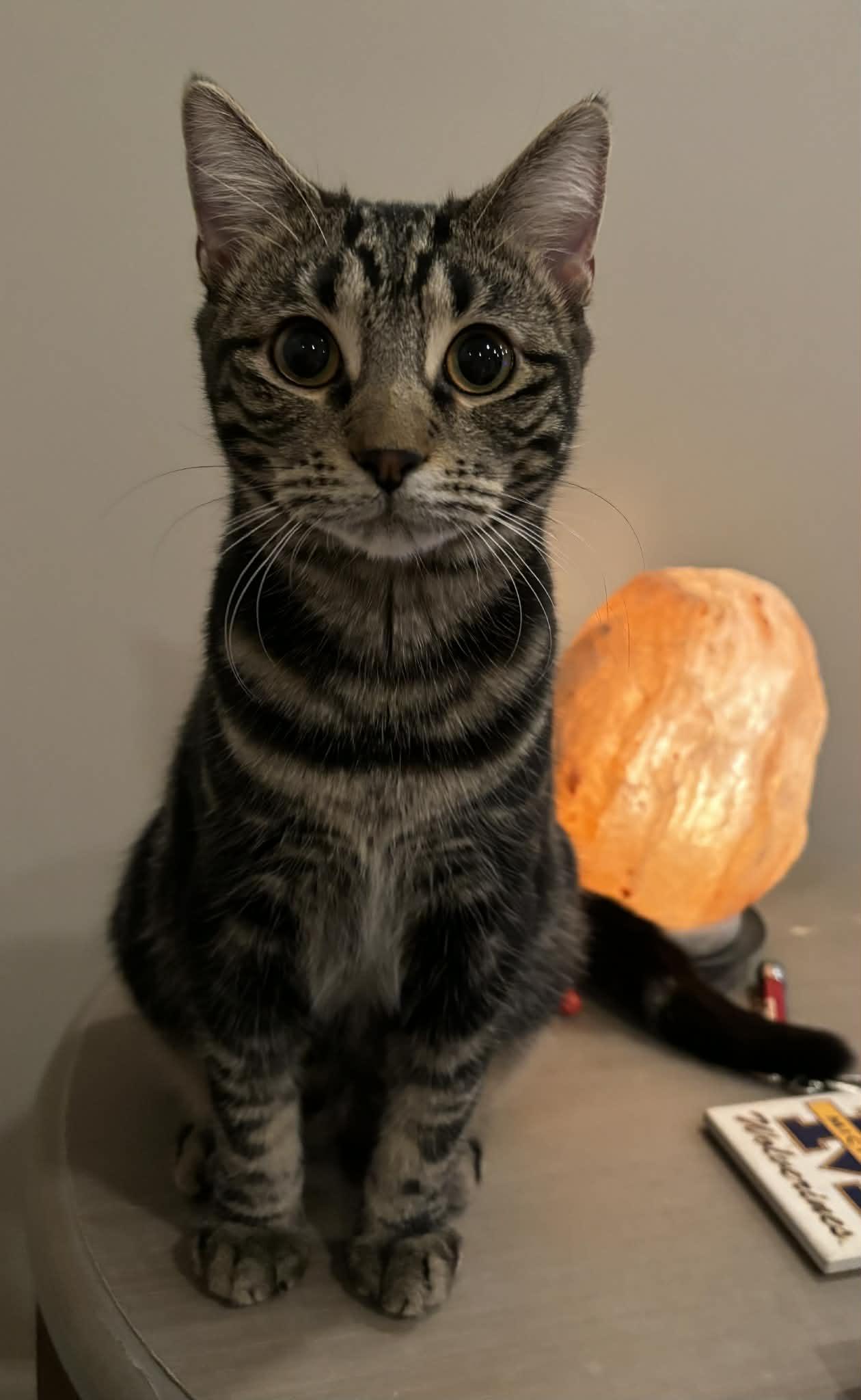 Char, a Adoptable Domestic Short Hair in Martinsville, IN image 1/4