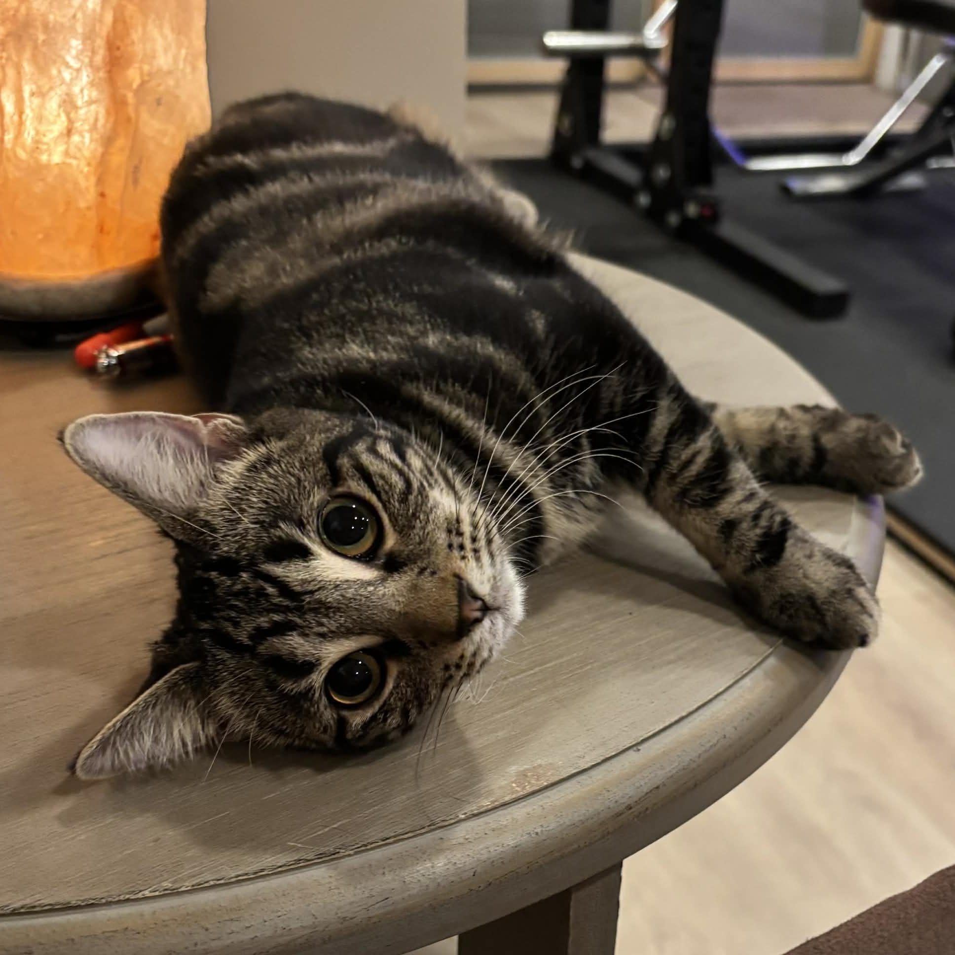 Char, a Adoptable Domestic Short Hair in Martinsville, IN image 3/4