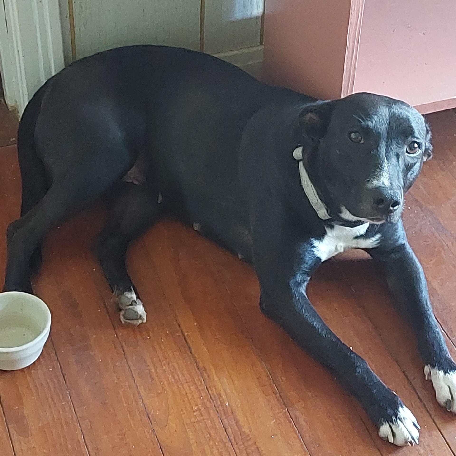 EBONY (Beautiful Girl, Loves Kids, Loves Water, Loving, Sweet, Kind, SEE VIDEO), a Adoptable mixed breed in Williston, VT image 1/6