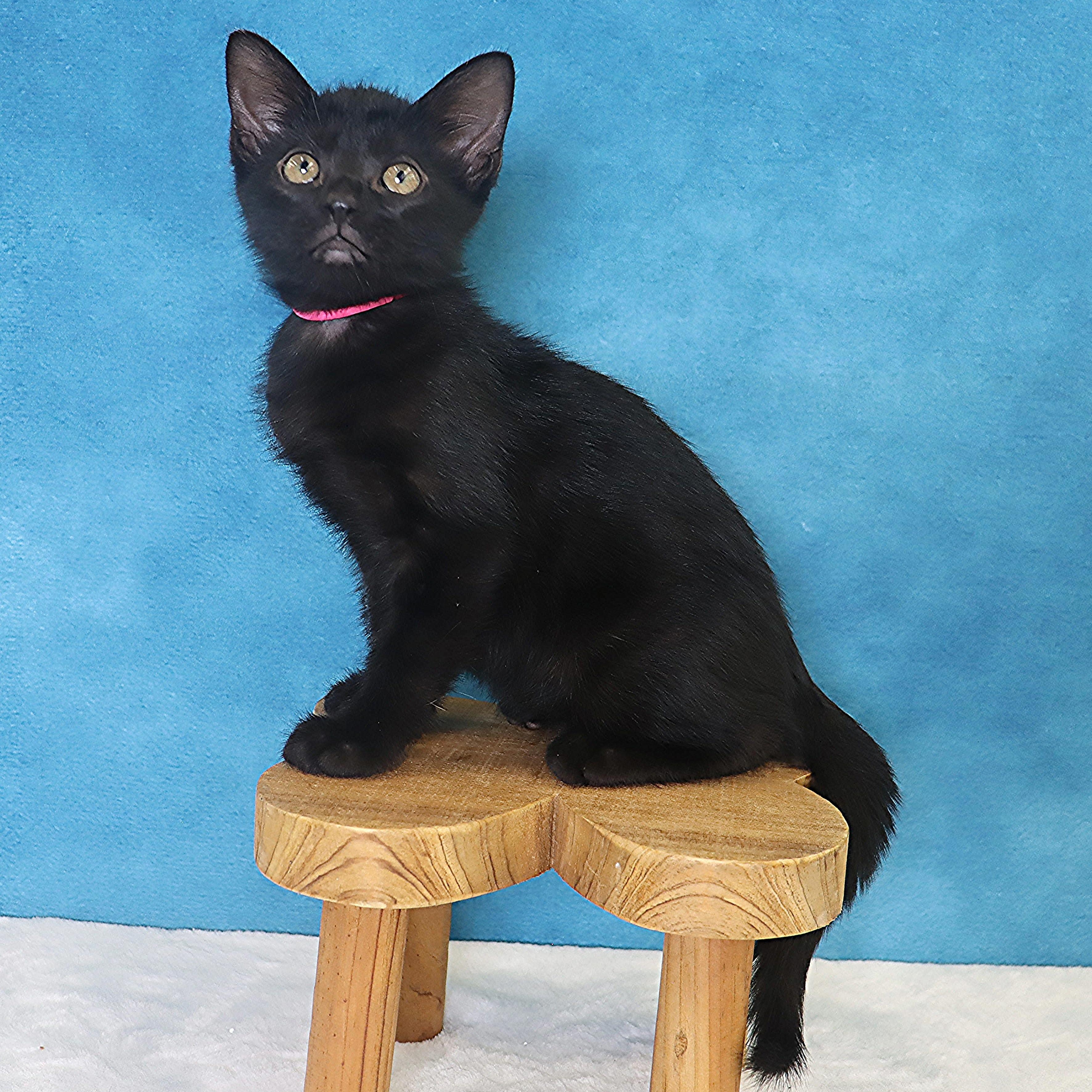 Chilaquiles - Adoption Pending, adopted, Kitten Female Domestic Short Hair.