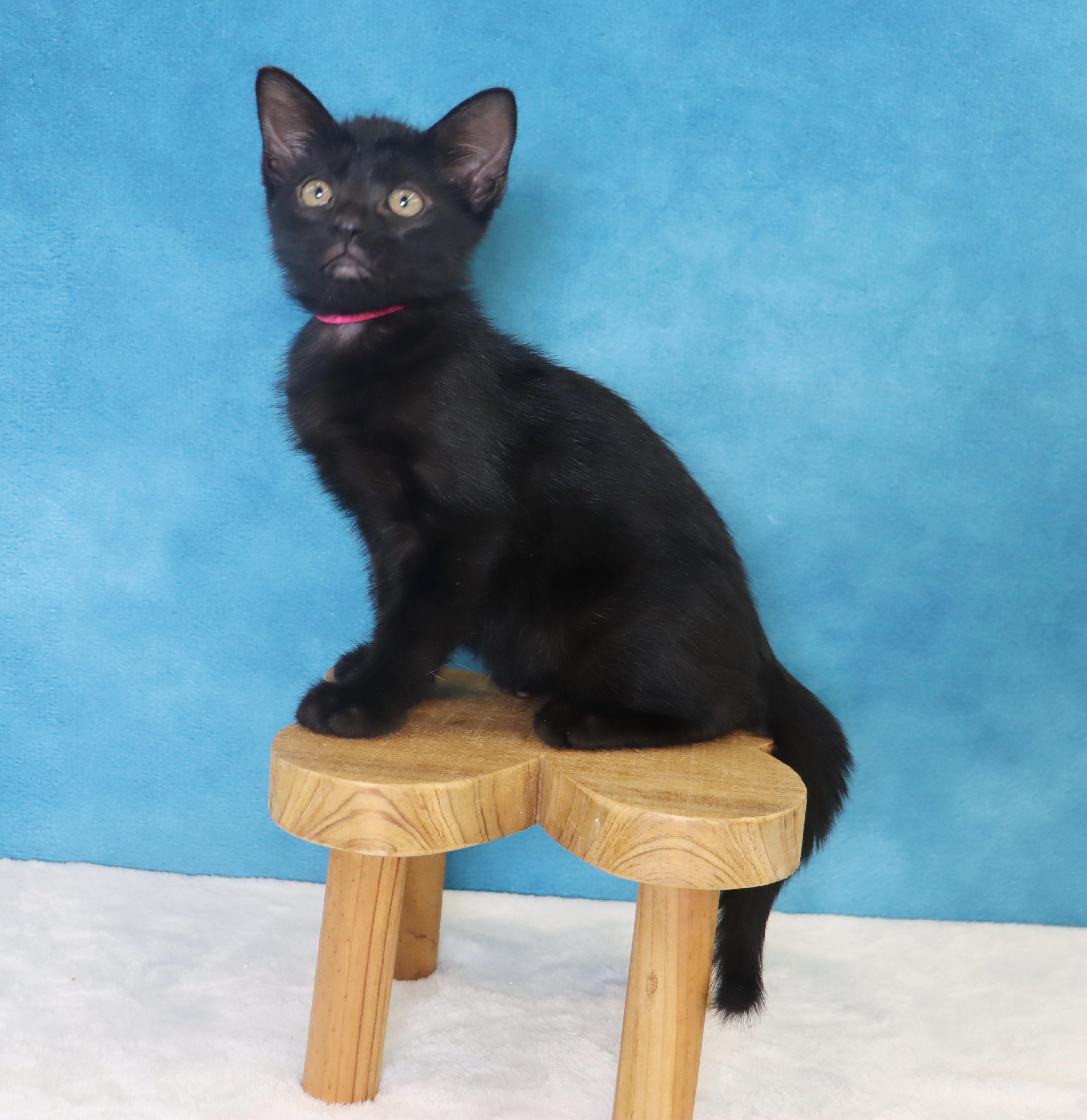 Enlarge Chilaquiles - Adoption Pending, an adopted Domestic Short Hair in League City, TX image 3/6