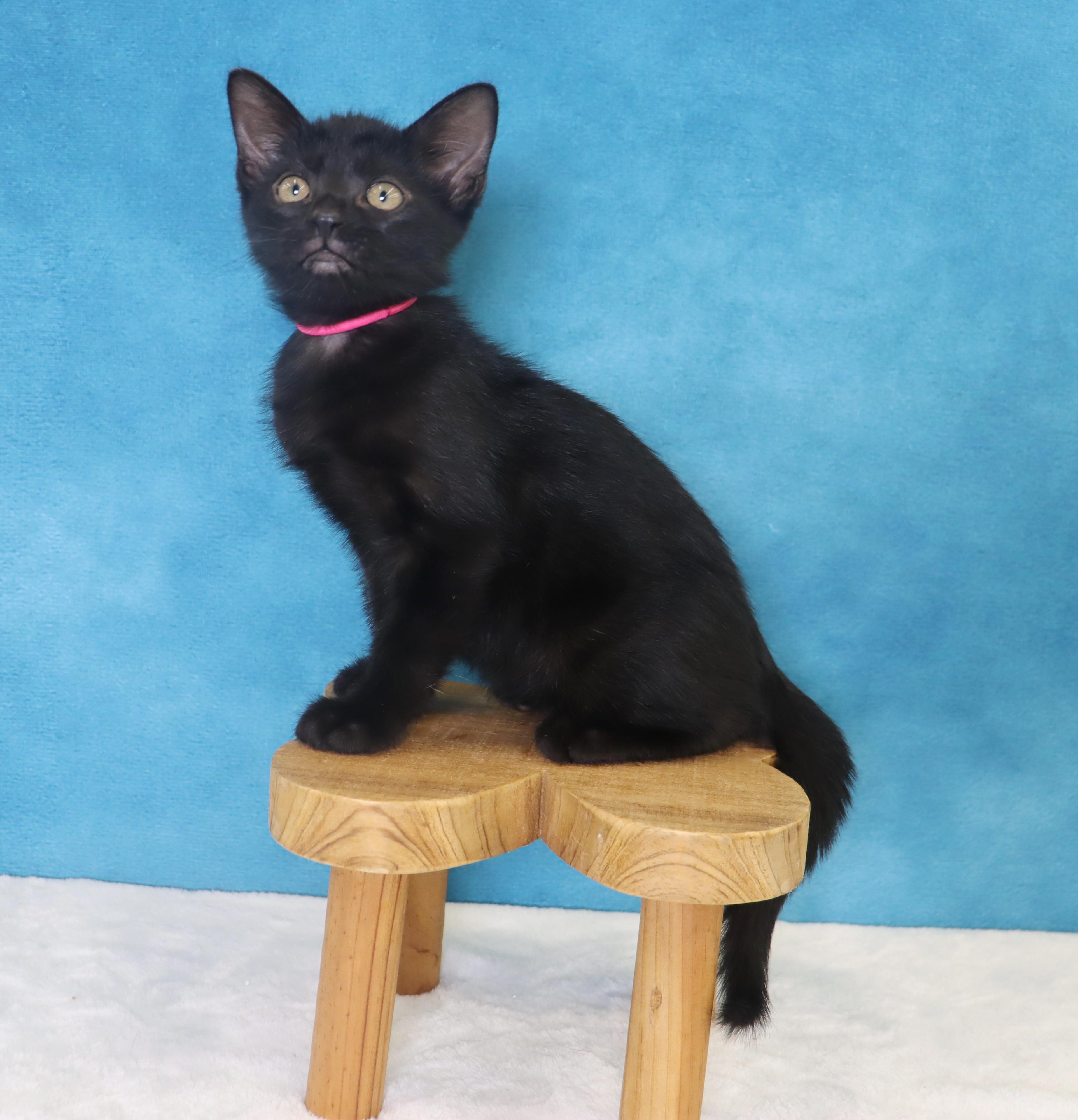 Enlarge Chilaquiles - Adoption Pending, an adopted Domestic Short Hair in League City, TX image 6/6