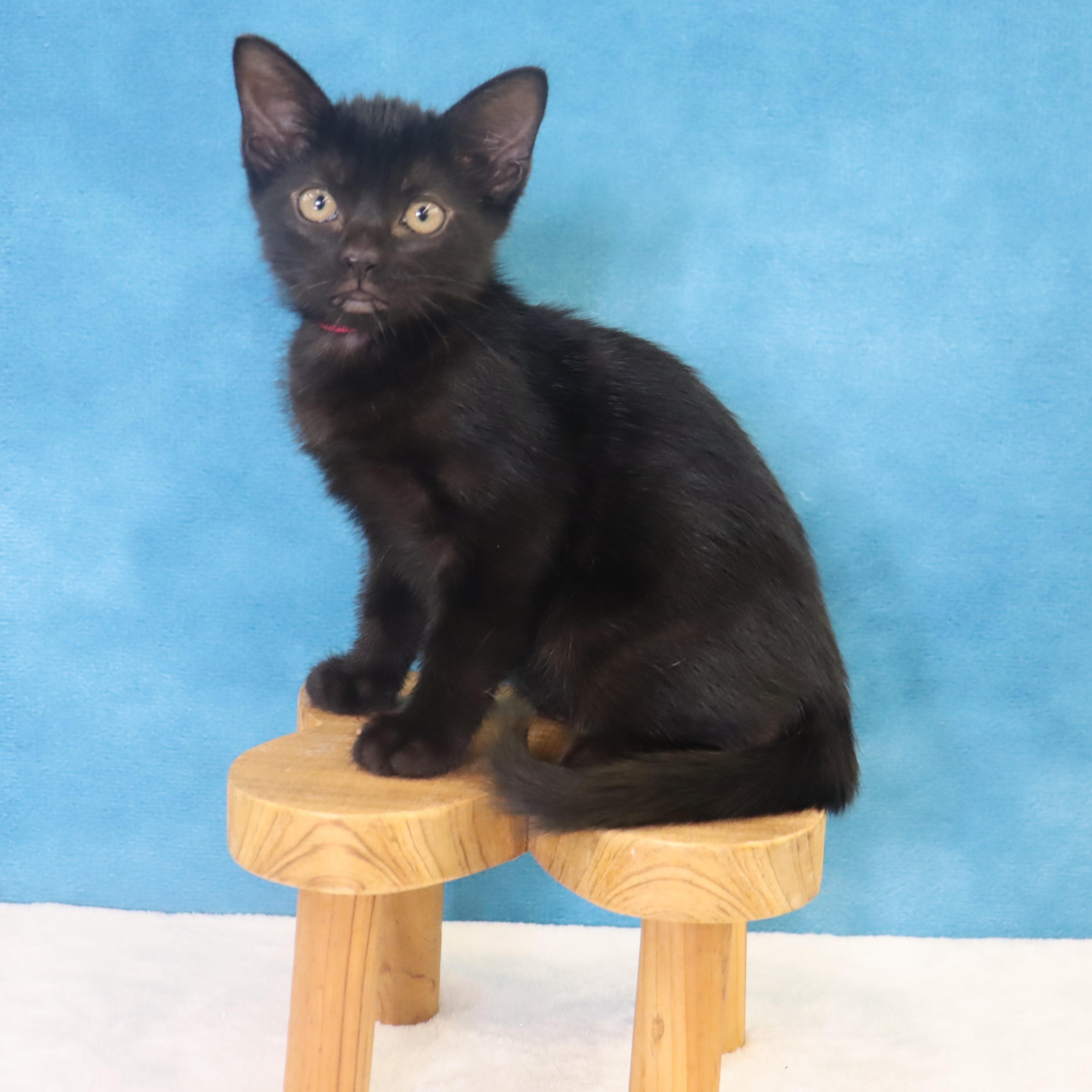 Enlarge Chilaquiles - Adoption Pending, an adopted Domestic Short Hair in League City, TX image 2/6