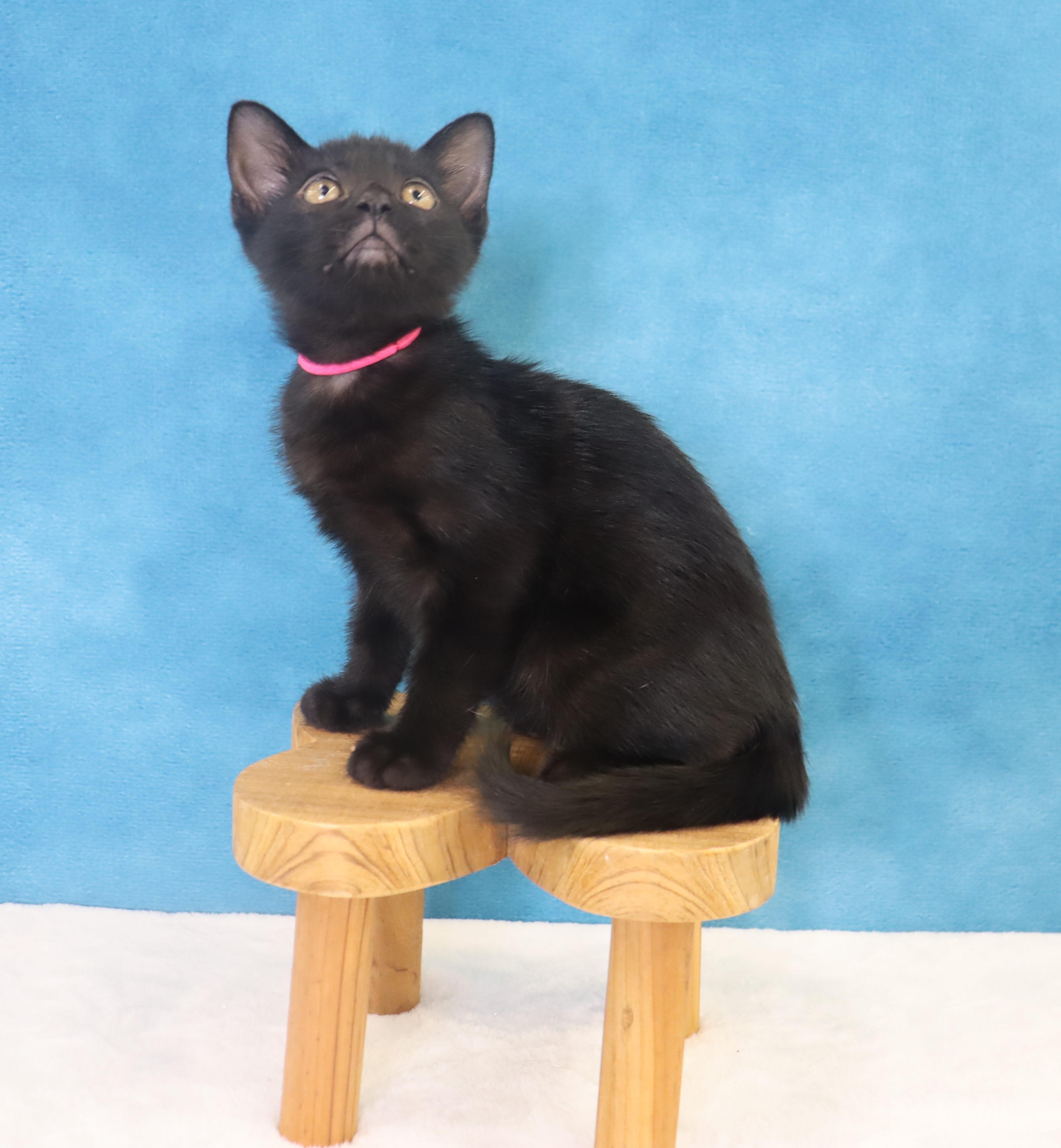 Enlarge Chilaquiles - Adoption Pending, an adopted Domestic Short Hair in League City, TX image 5/6
