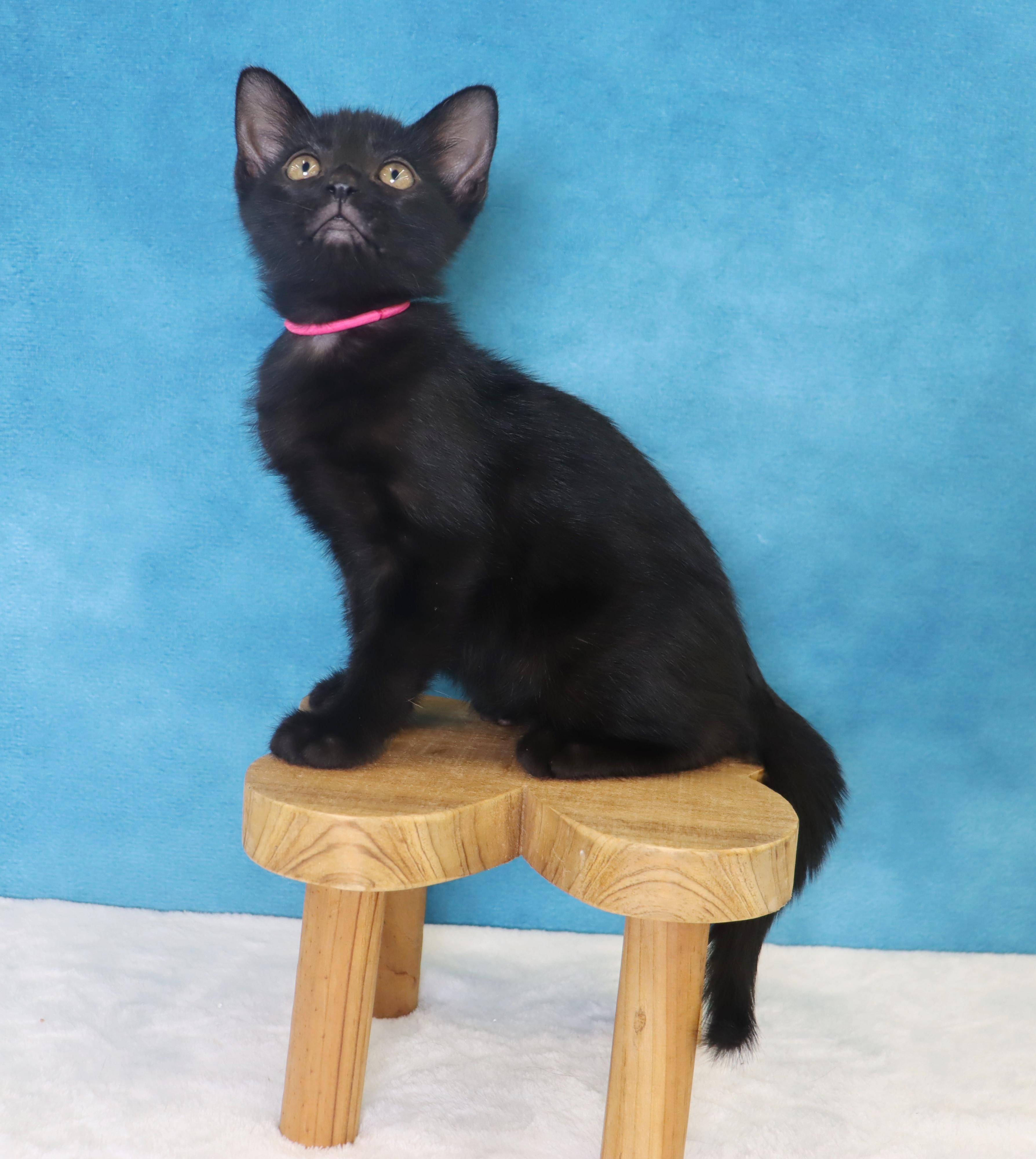 Enlarge Chilaquiles - Adoption Pending, an adopted Domestic Short Hair in League City, TX image 4/6