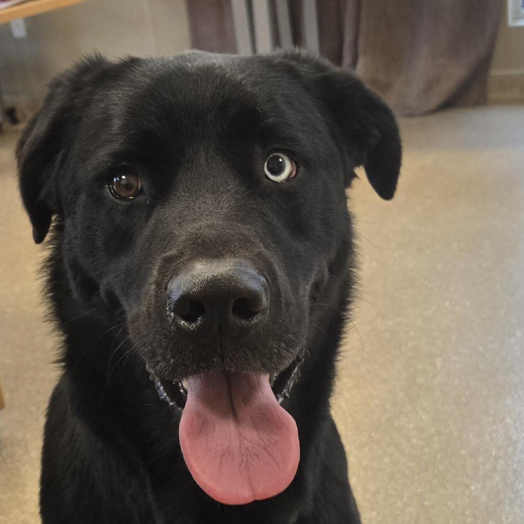 Buddy, Adoptable, Adult Male Labrador Retriever & Husky.
