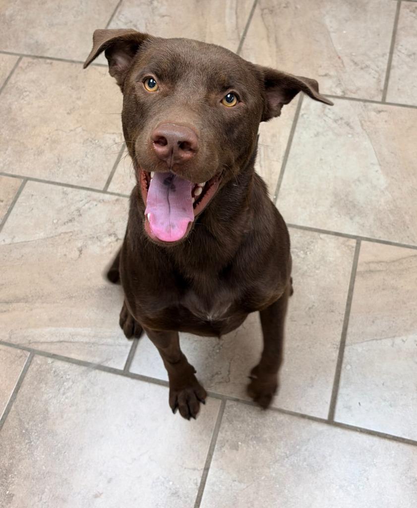 Enlarge Behr, a Adoptable mixed breed in Batesville, AR image 1/1