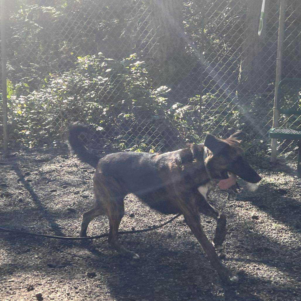 Skyya, Adoptable, Adult Female German Shepherd Dog & Retriever.