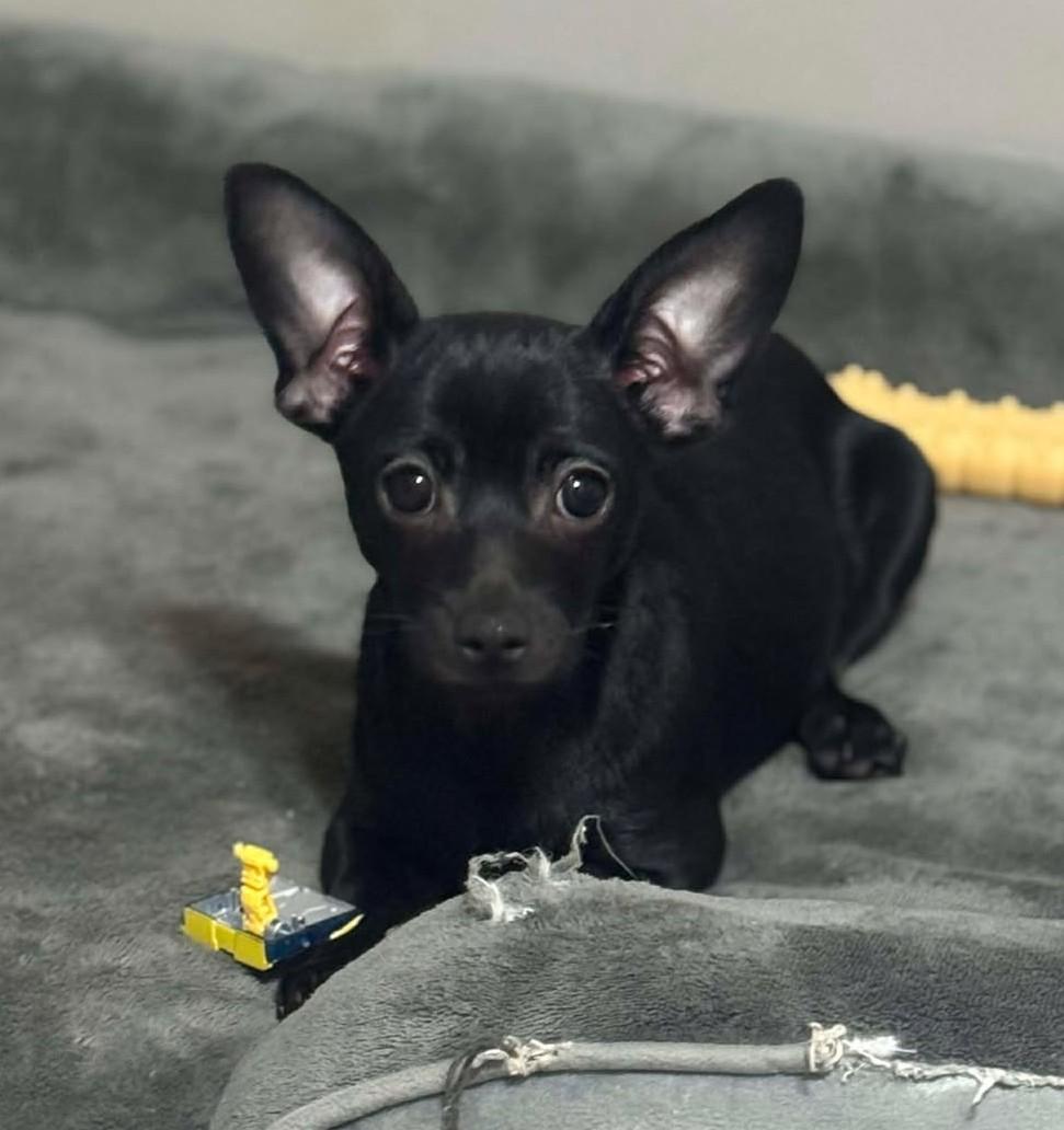 Enlarge Mickey, a ADOPTABLE Mixed Breed in Northwood, NH image 3/4