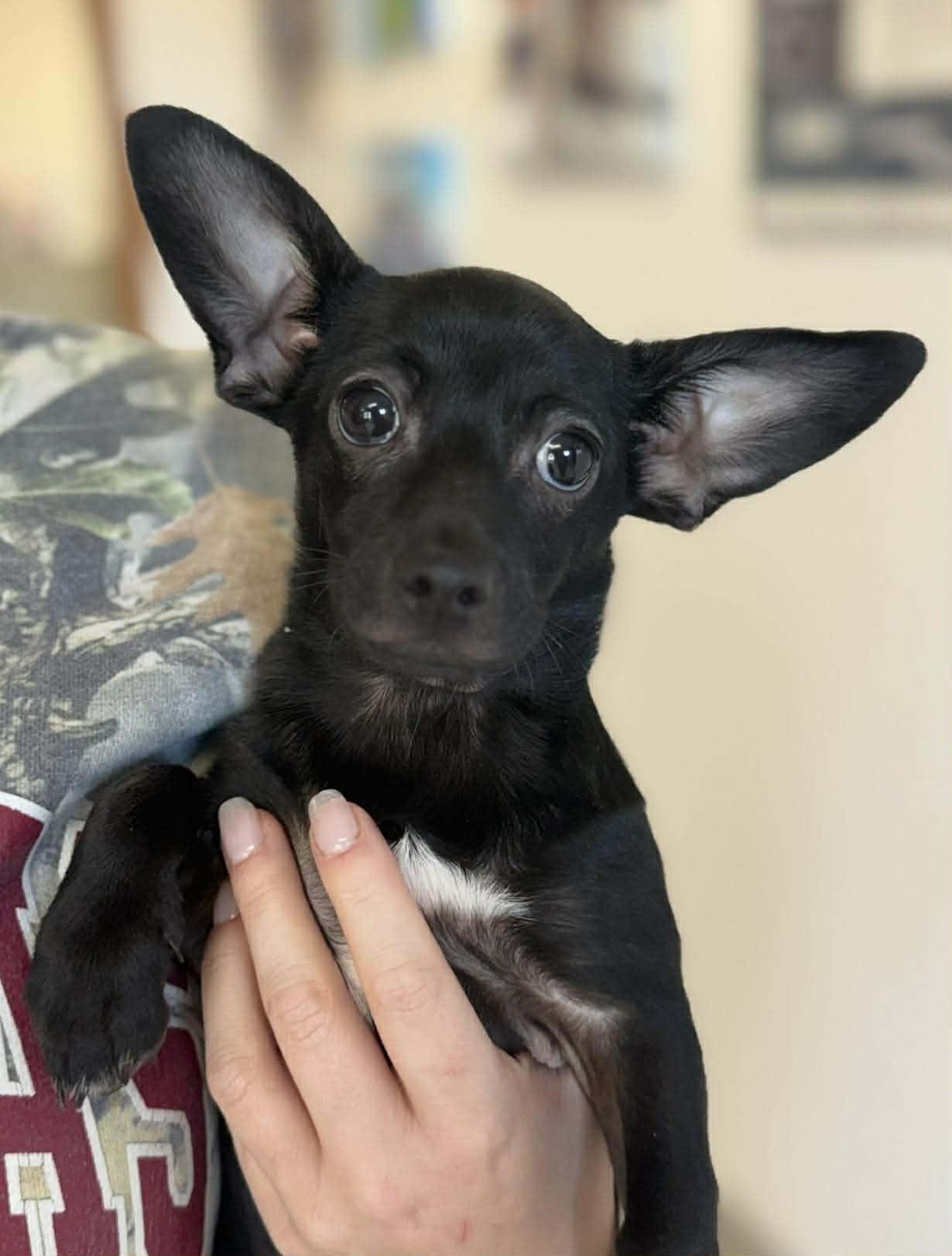 Enlarge Mickey, a ADOPTABLE Mixed Breed in Northwood, NH image 1/4