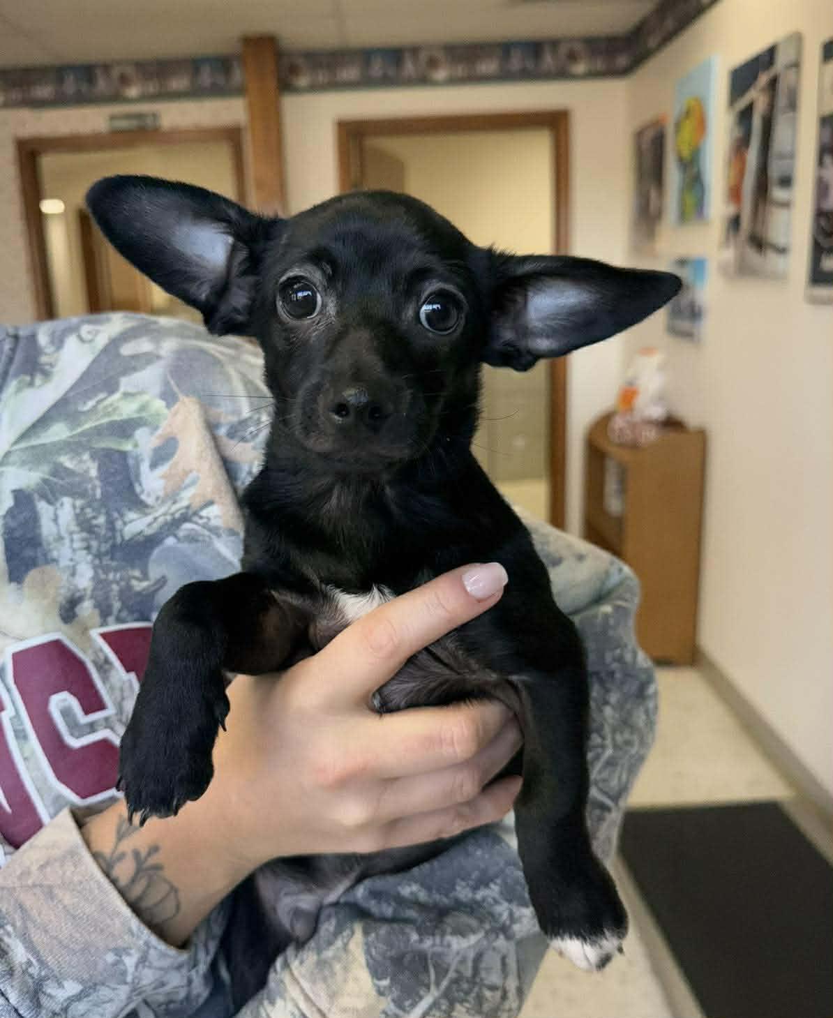 Enlarge Mickey, a ADOPTABLE Mixed Breed in Northwood, NH image 2/4