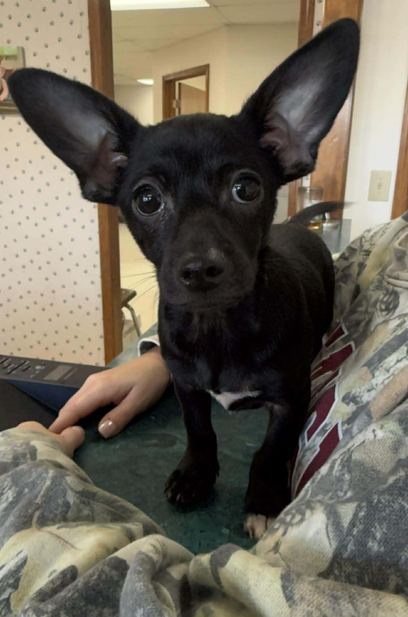 Enlarge Mickey, a ADOPTABLE Mixed Breed in Northwood, NH image 4/4
