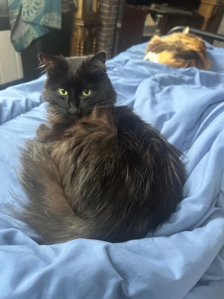 Fish, Adoptable, Senior Female Domestic Long Hair.