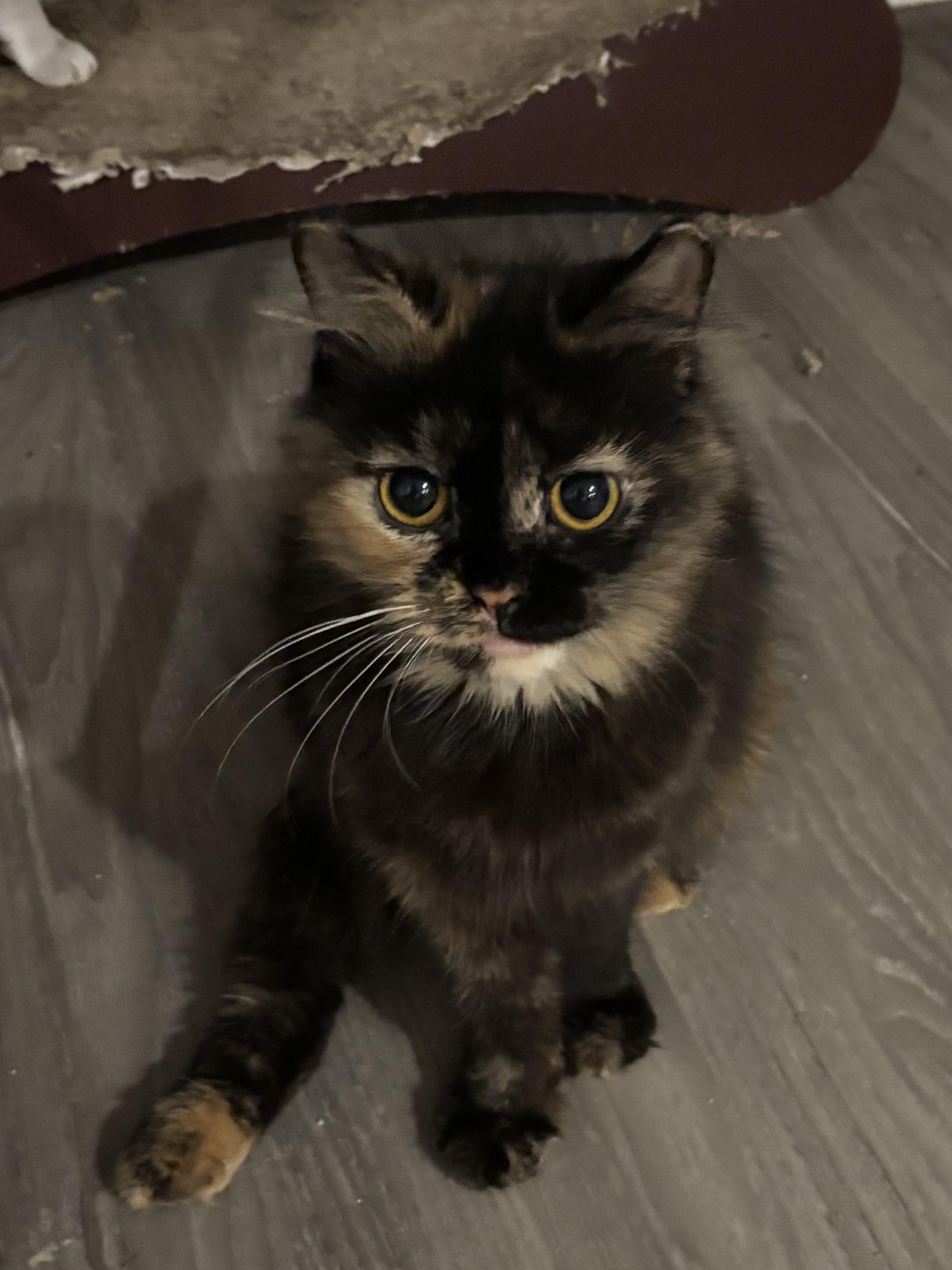 Enlarge Lucia (part British shorthair, medium hair), a Adoptable British Shorthair in Fairfax, VA image 2/5