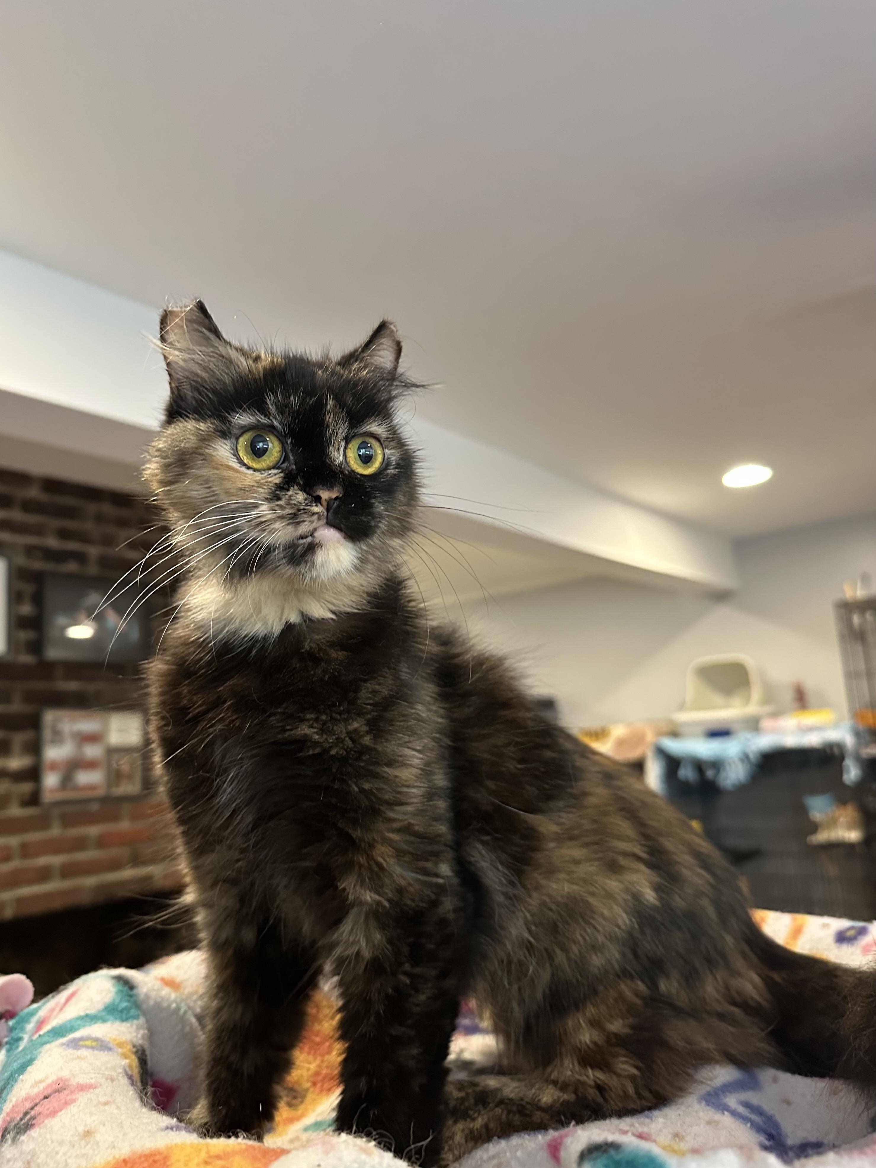 Enlarge Lucia (part British shorthair, medium hair), a Adoptable British Shorthair in Fairfax, VA image 4/5
