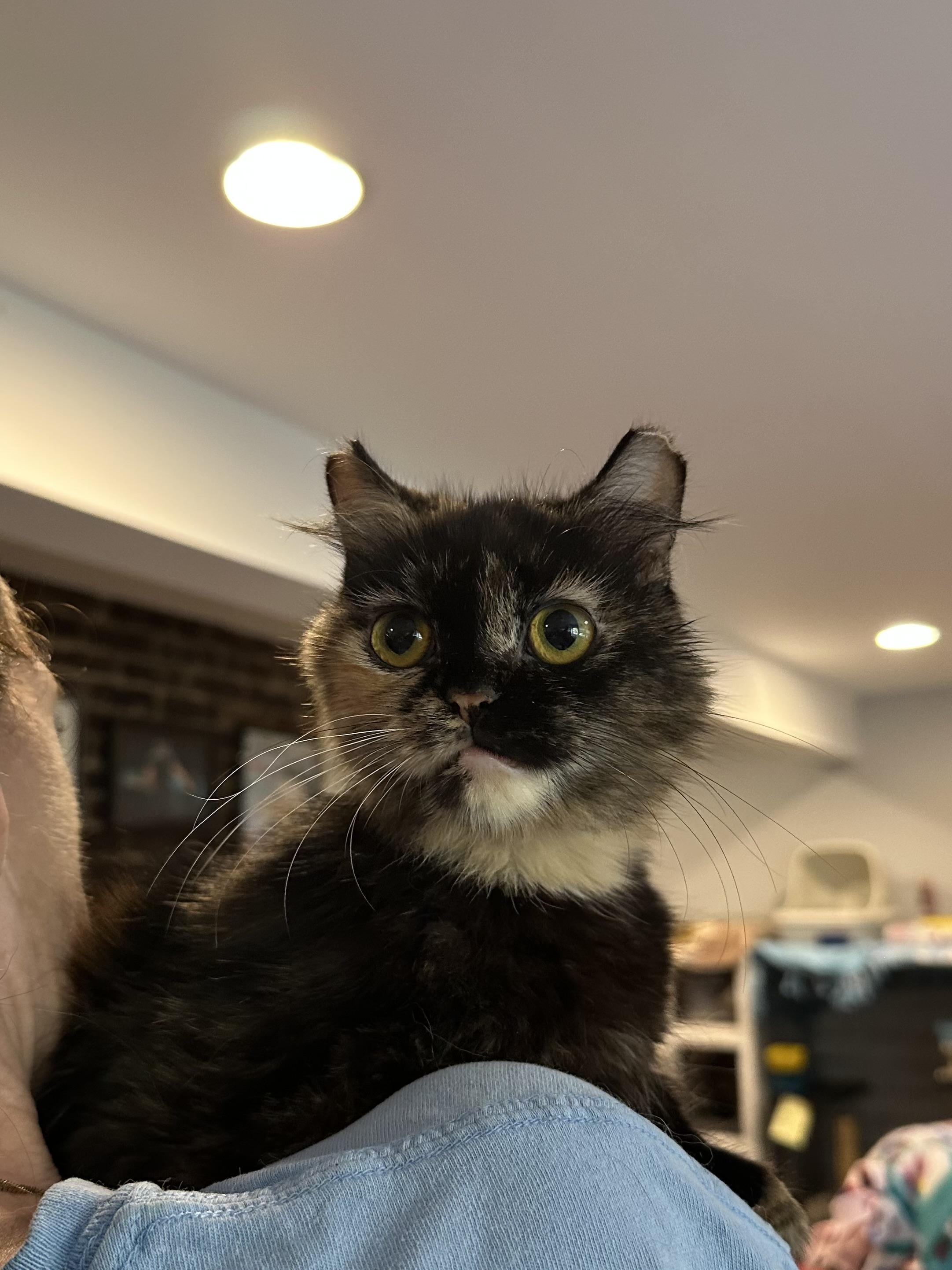 Enlarge Lucia (part British shorthair, medium hair), a Adoptable British Shorthair in Fairfax, VA image 5/5
