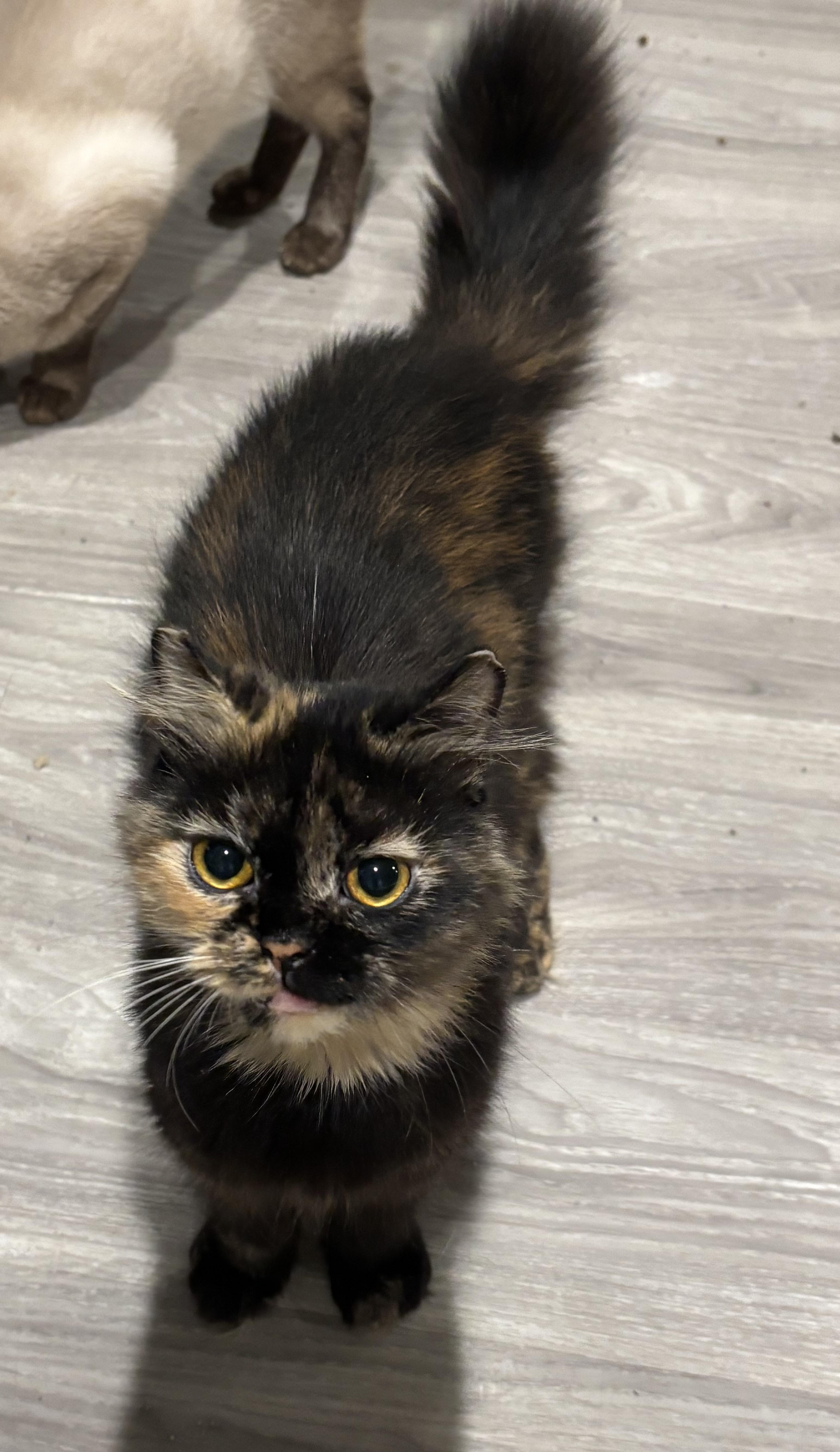 Lucia (part British shorthair, medium hair), Adoptable, Young Female British Shorthair.