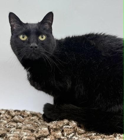 Blackie, Adoptable, Adult Female Domestic Short Hair & Domestic Short Hair.
