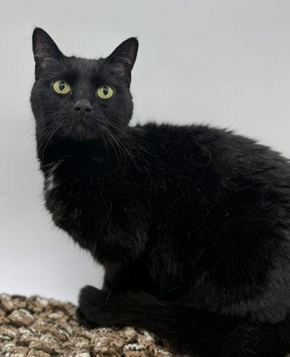 Enlarge Blackie, a Adoptable mixed breed in Bowling Green, KY image 2/3