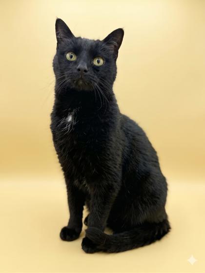 Enlarge Blackie, a Adoptable mixed breed in Bowling Green, KY image 3/3