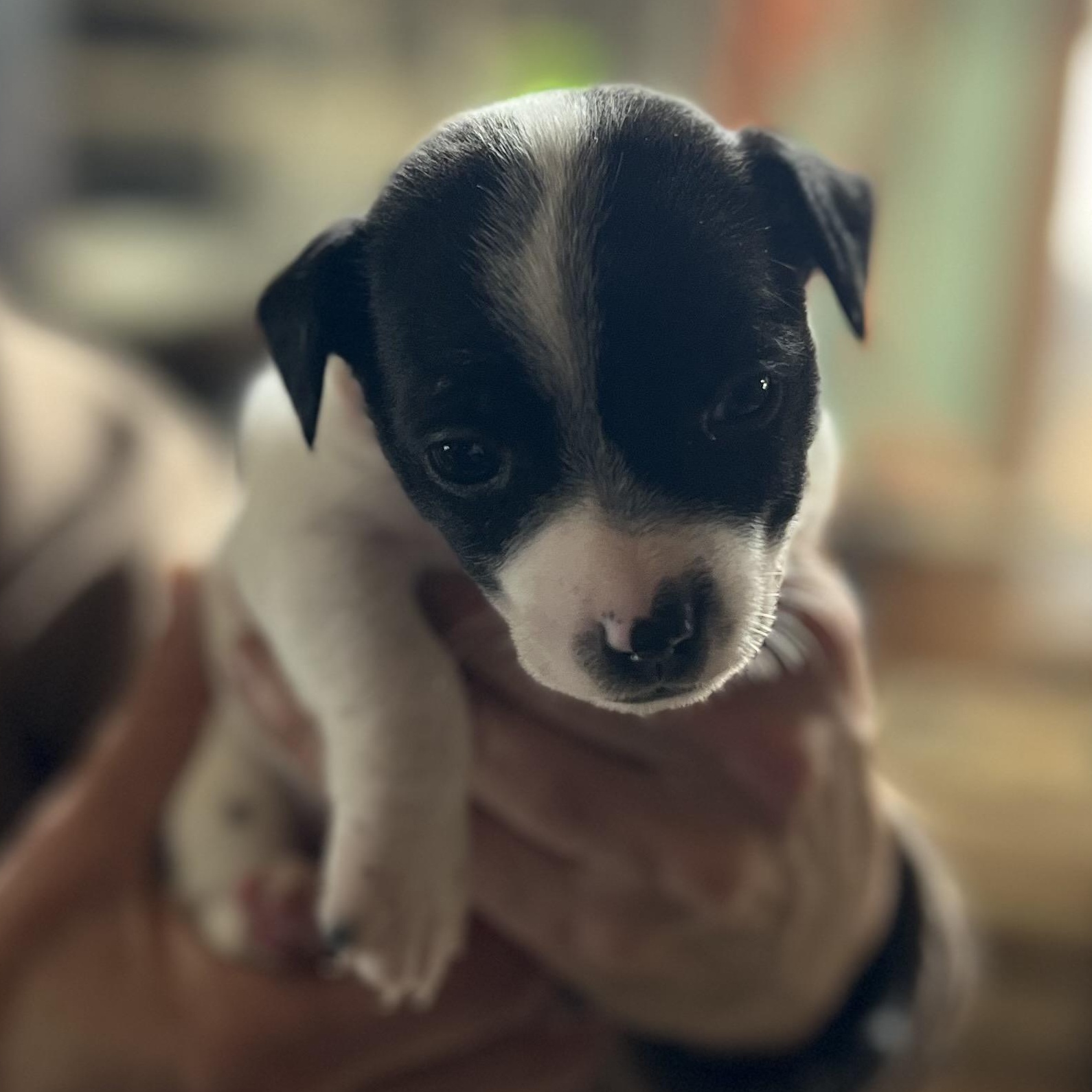 Enlarge Dallas, a ADOPTABLE mixed breed in Cedar Mountain, NC image 4/4