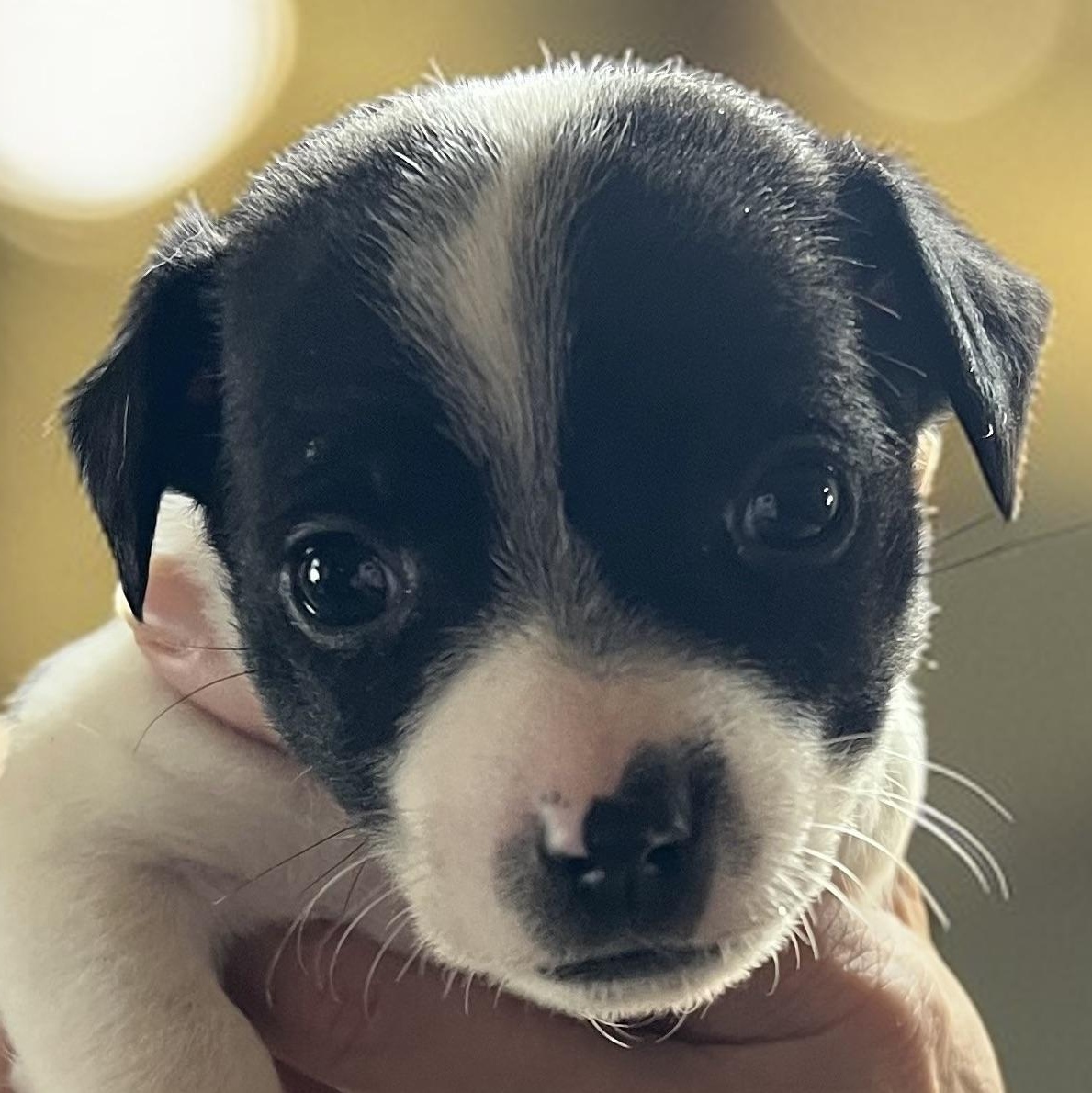 Dallas, ADOPTABLE, Puppy Male Jack Russell Terrier & Chihuahua.