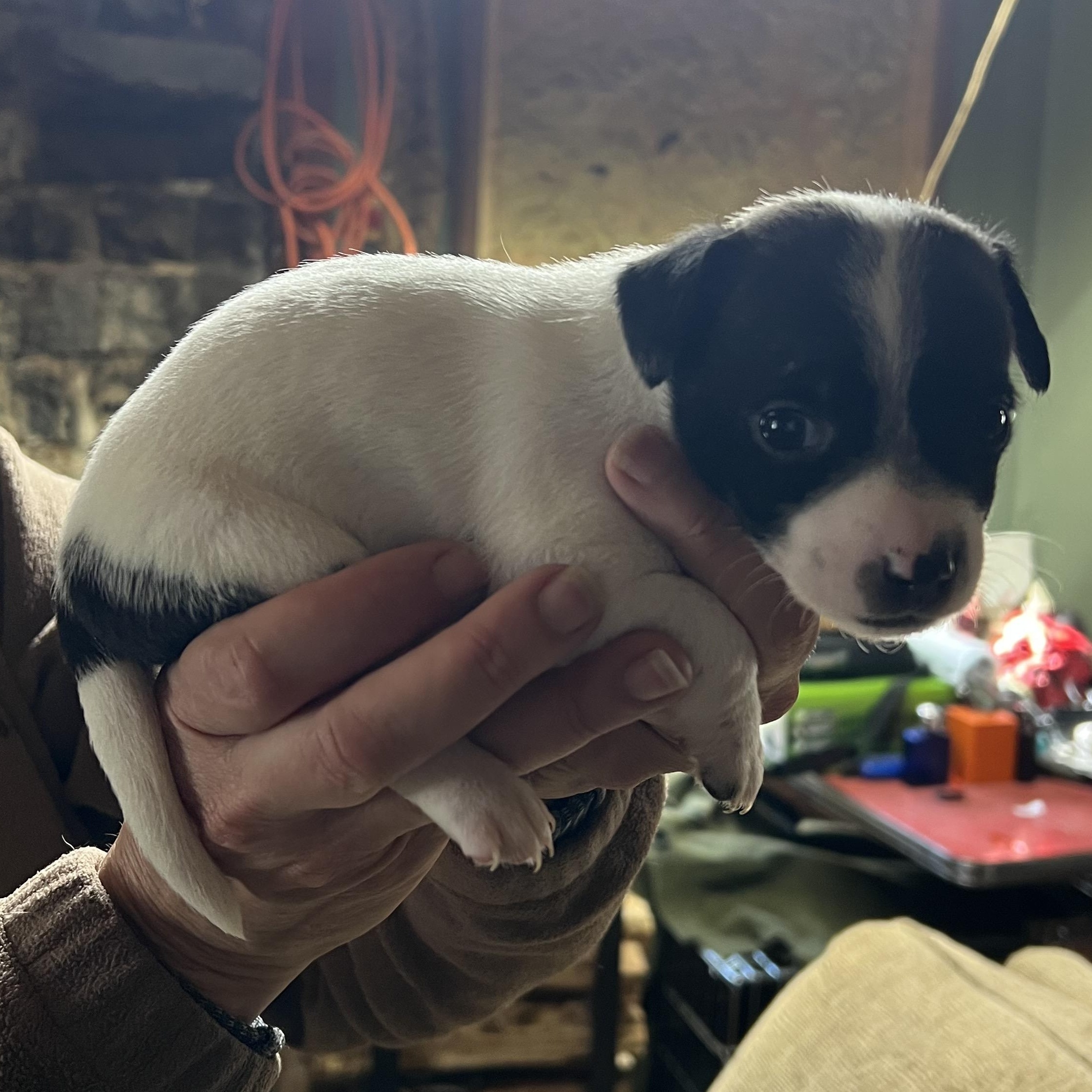 Enlarge Dallas, a ADOPTABLE mixed breed in Cedar Mountain, NC image 2/4