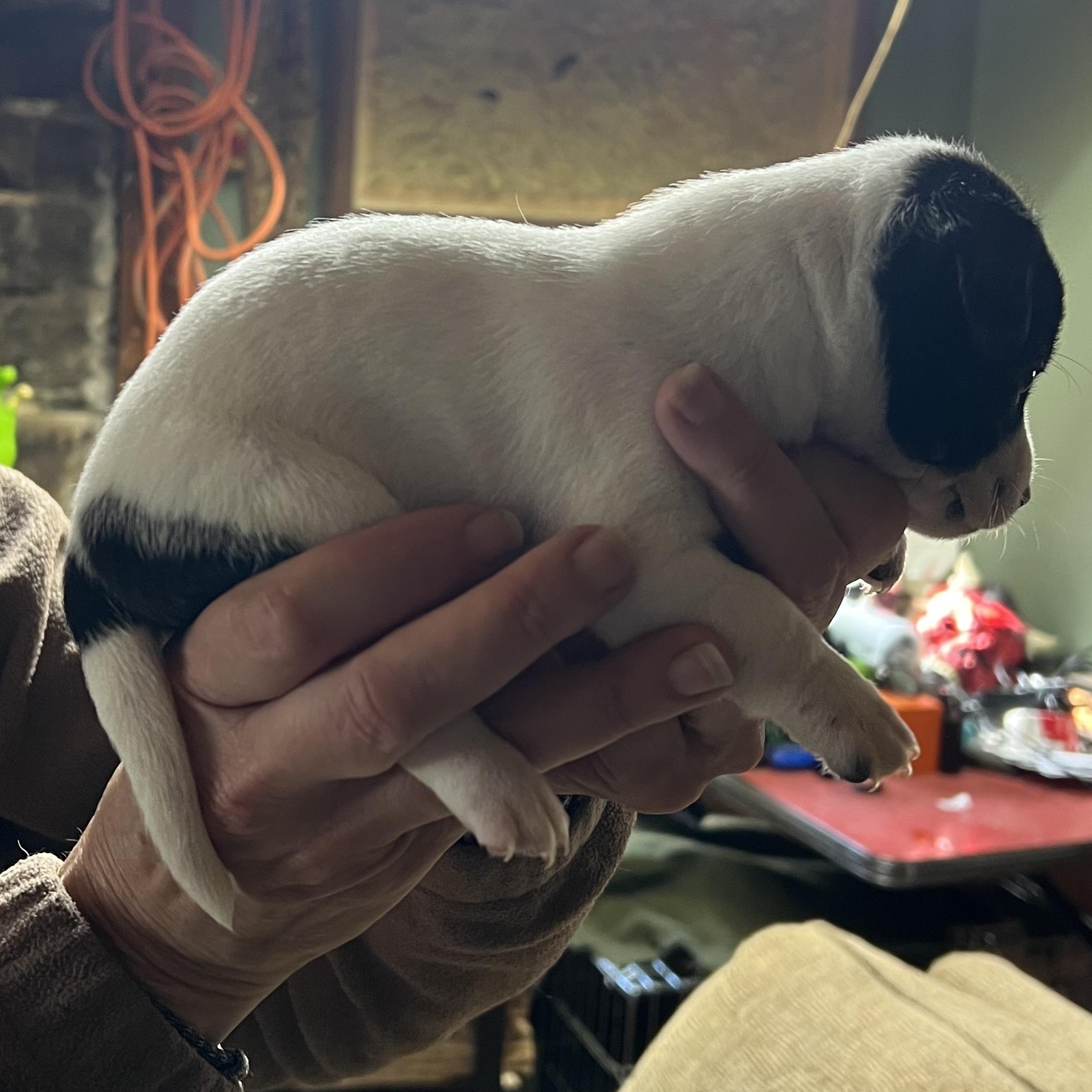 Enlarge Dallas, a ADOPTABLE mixed breed in Cedar Mountain, NC image 3/4