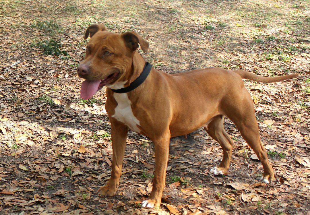 Enlarge GINNY, a Adoptable mixed breed in Floral City, FL image 10/12