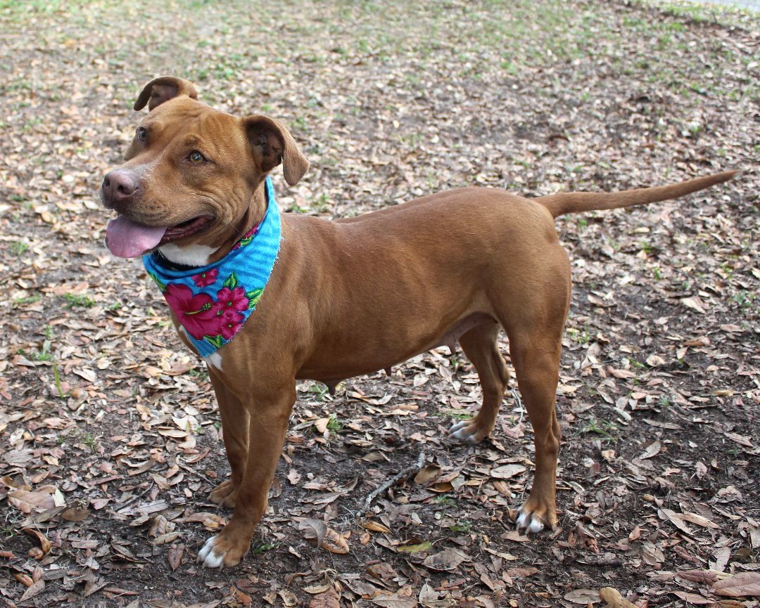 Enlarge GINNY, a Adoptable mixed breed in Floral City, FL image 8/12