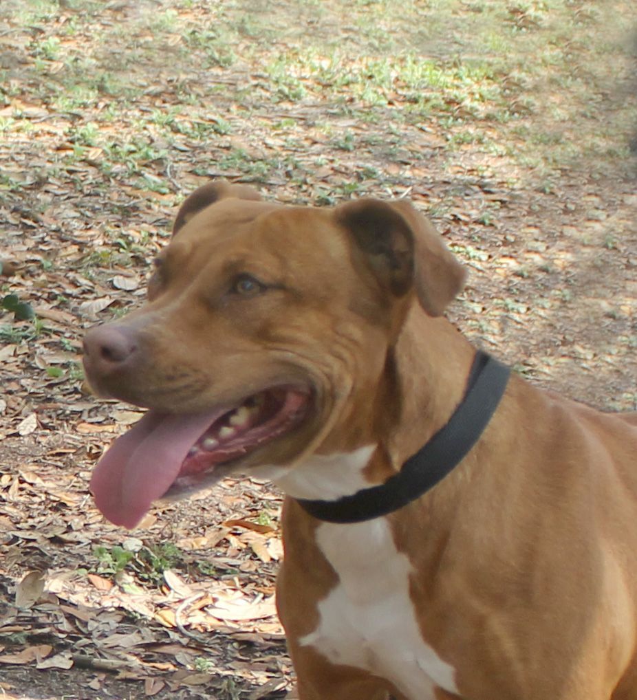 GINNY, Young Female American Staffordshire Terrier
