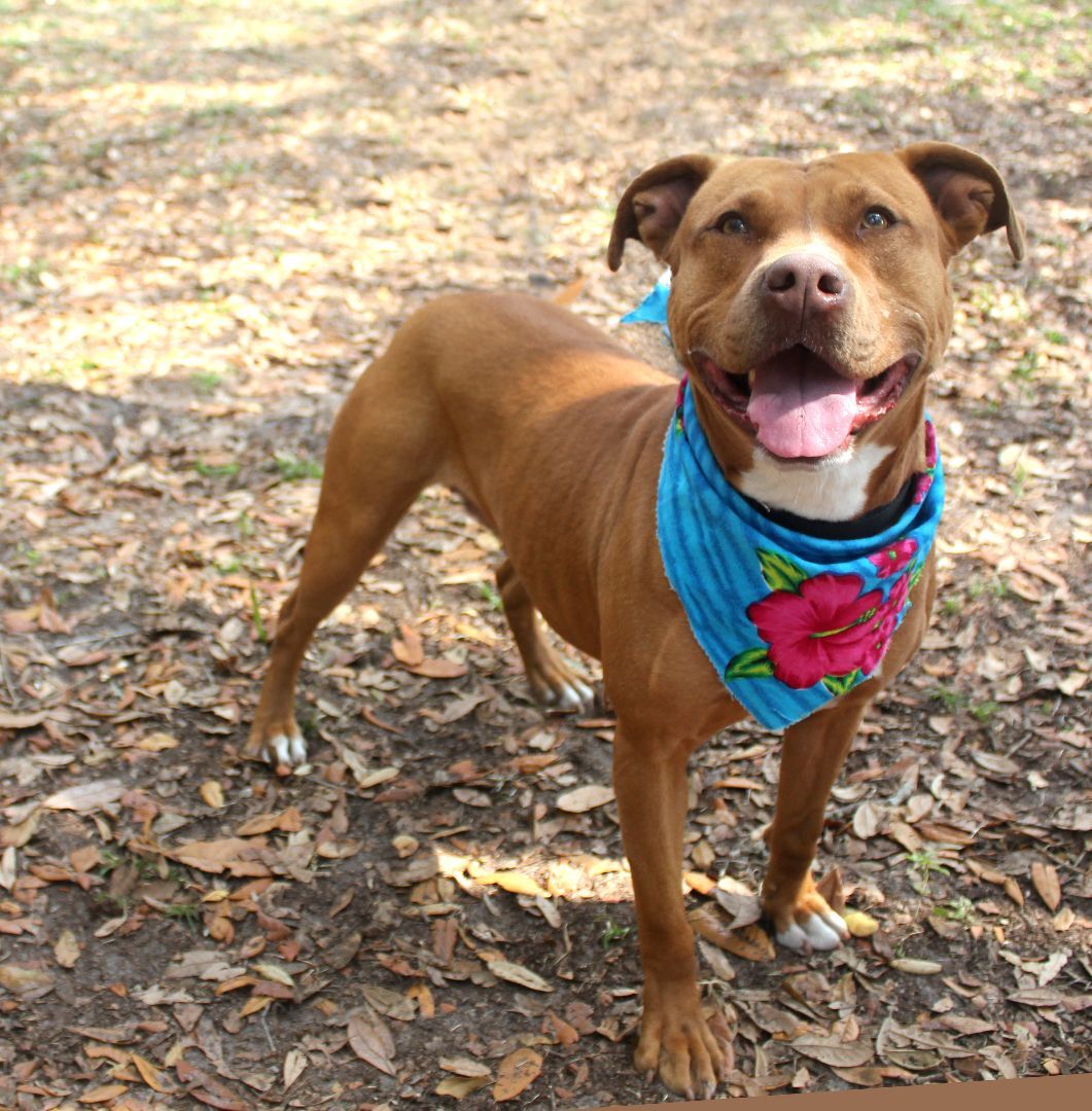 Enlarge GINNY, a Adoptable mixed breed in Floral City, FL image 9/12