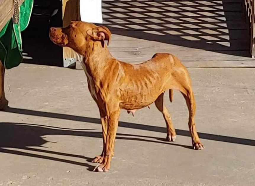 Enlarge GINNY, a Adoptable mixed breed in Floral City, FL image 11/12