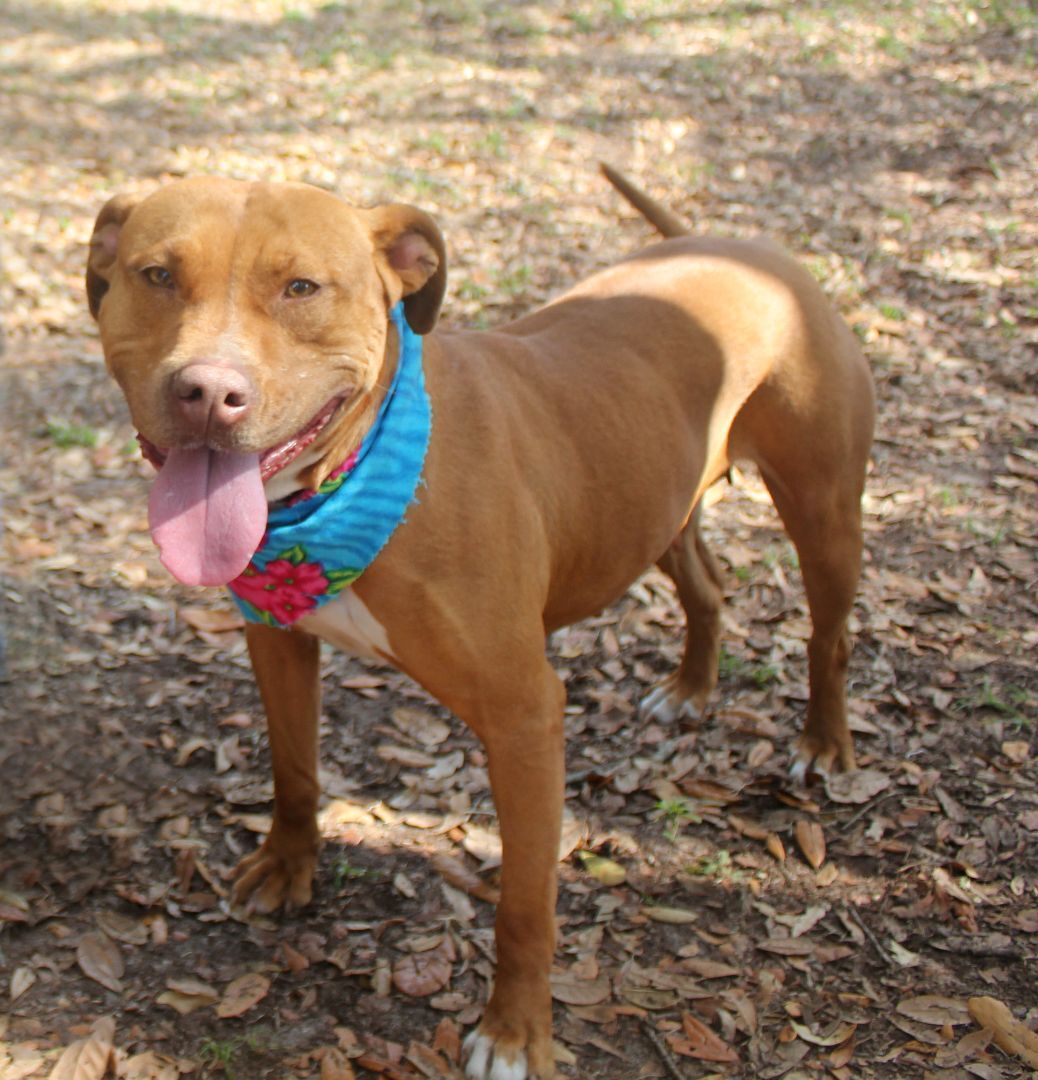 Enlarge GINNY, a Adoptable mixed breed in Floral City, FL image 12/12