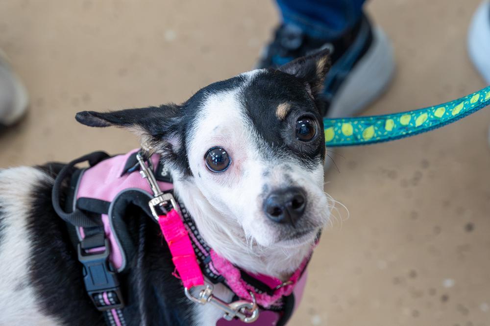 Enlarge Camila, a Adoptable mixed breed in Mundelein, IL image 1/5