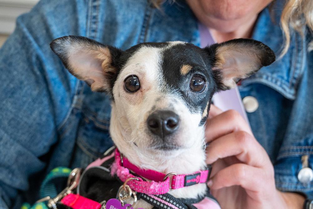 Enlarge Camila, a Adoptable mixed breed in Mundelein, IL image 2/5