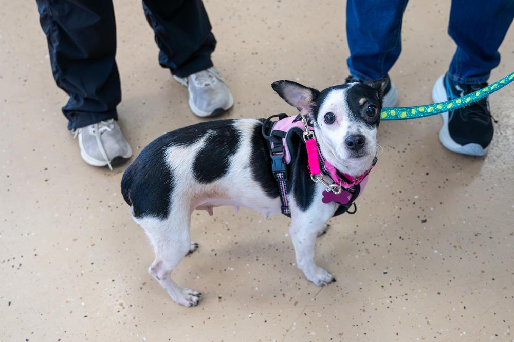 Enlarge Camila, a Adoptable mixed breed in Mundelein, IL image 3/5