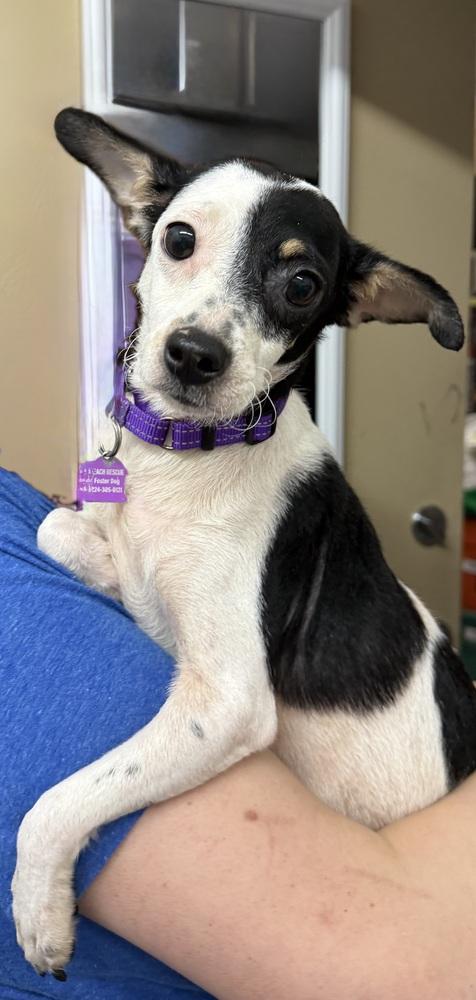 Enlarge Camila, a Adoptable mixed breed in Mundelein, IL image 4/5
