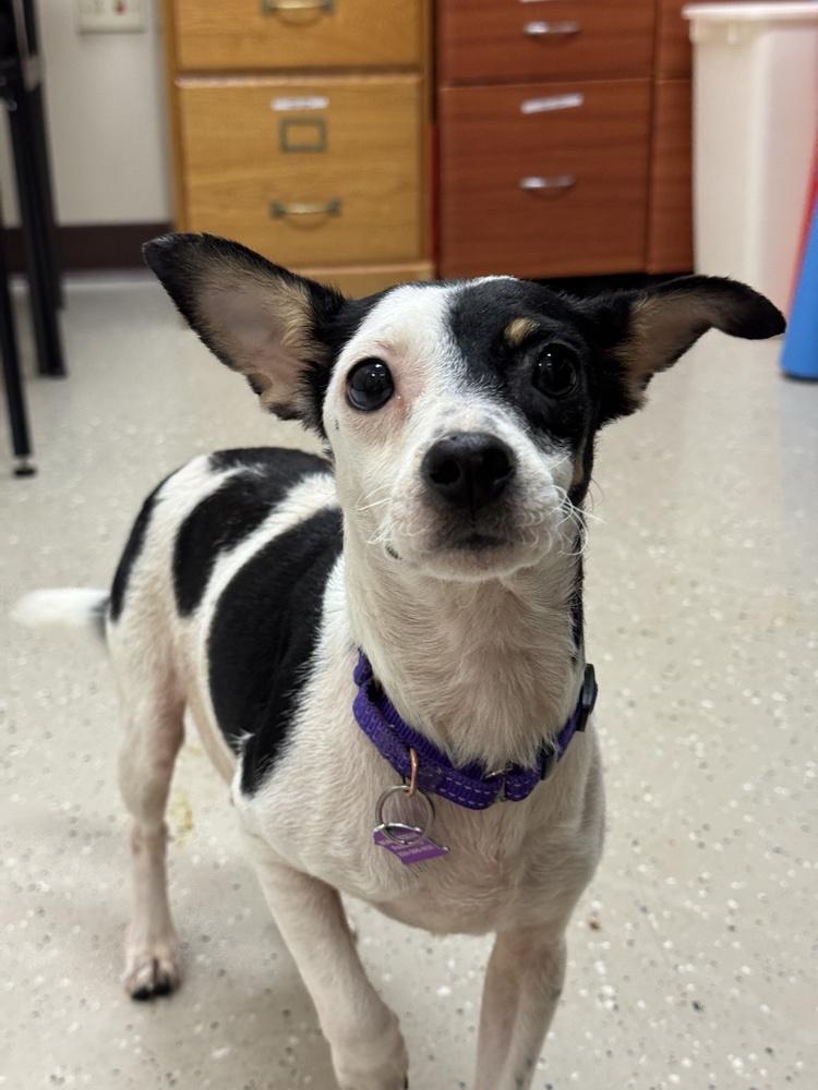 Enlarge Camila, a Adoptable mixed breed in Mundelein, IL image 5/5