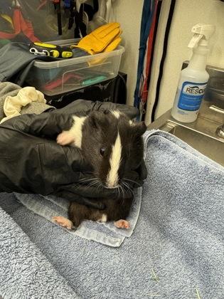 Holly, Adoptable, Young Male Guinea Pig.