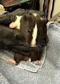 Enlarge Holly, a Adoptable Guinea Pig in Seattle, WA image 2/2