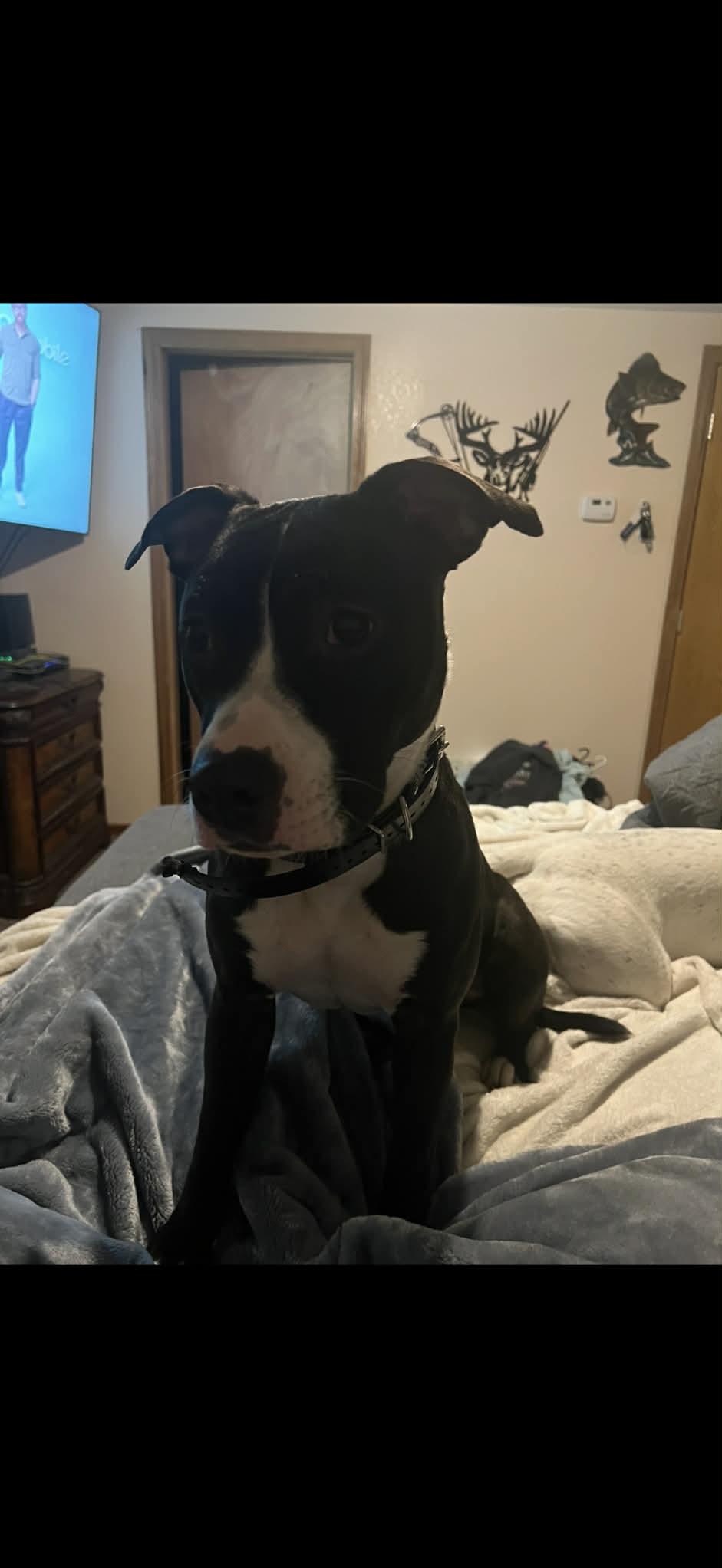 Diamond *OSCP*, a Adoptable Pit Bull Terrier in Saint Paul, MN image 1/3