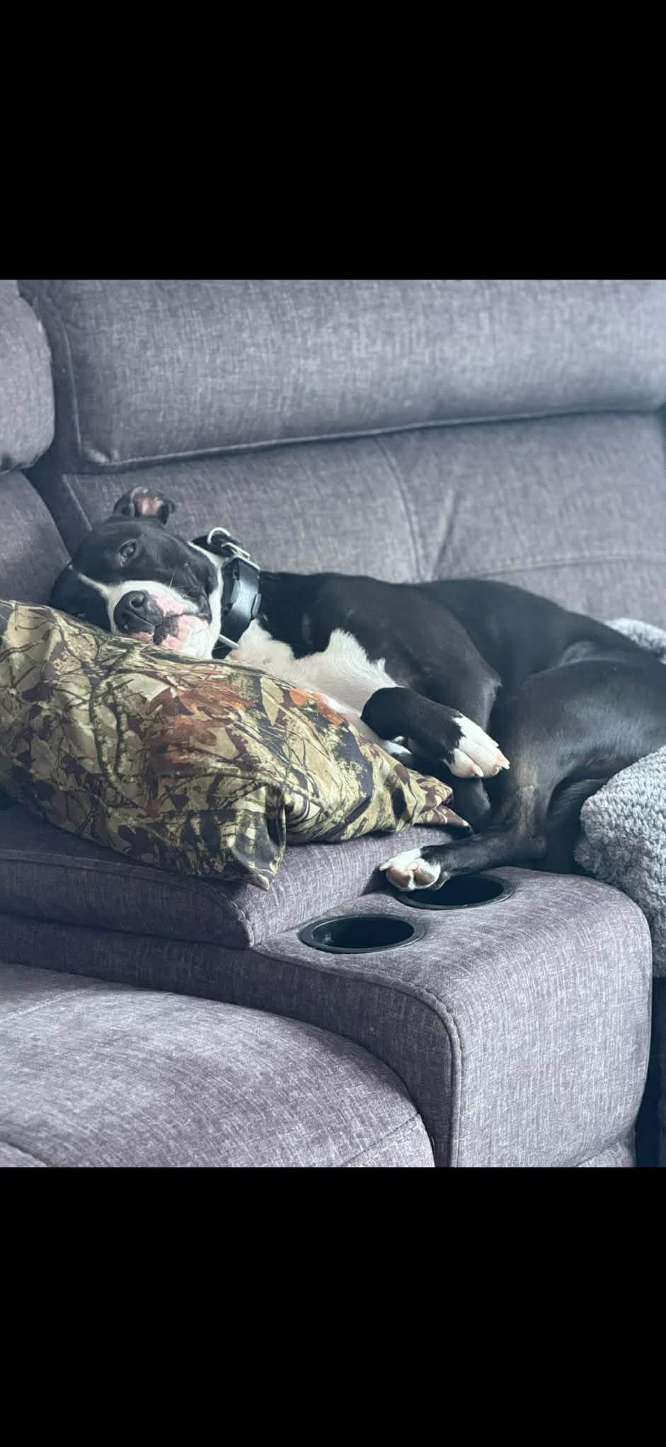 Diamond *OSCP*, a Adoptable Pit Bull Terrier in Saint Paul, MN image 2/3