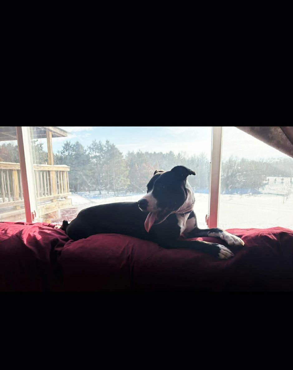 Diamond *OSCP*, a Adoptable Pit Bull Terrier in Saint Paul, MN image 3/3