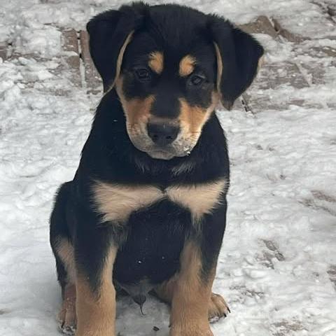 Shale, Adoptable, Puppy Male German Shepherd Dog & Mixed Breed.