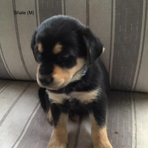 Enlarge Shale, a Adoptable mixed breed in Calgary, AB image 2/3