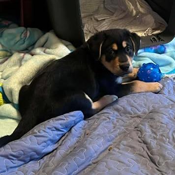 Enlarge Shale, a Adoptable mixed breed in Calgary, AB image 3/3