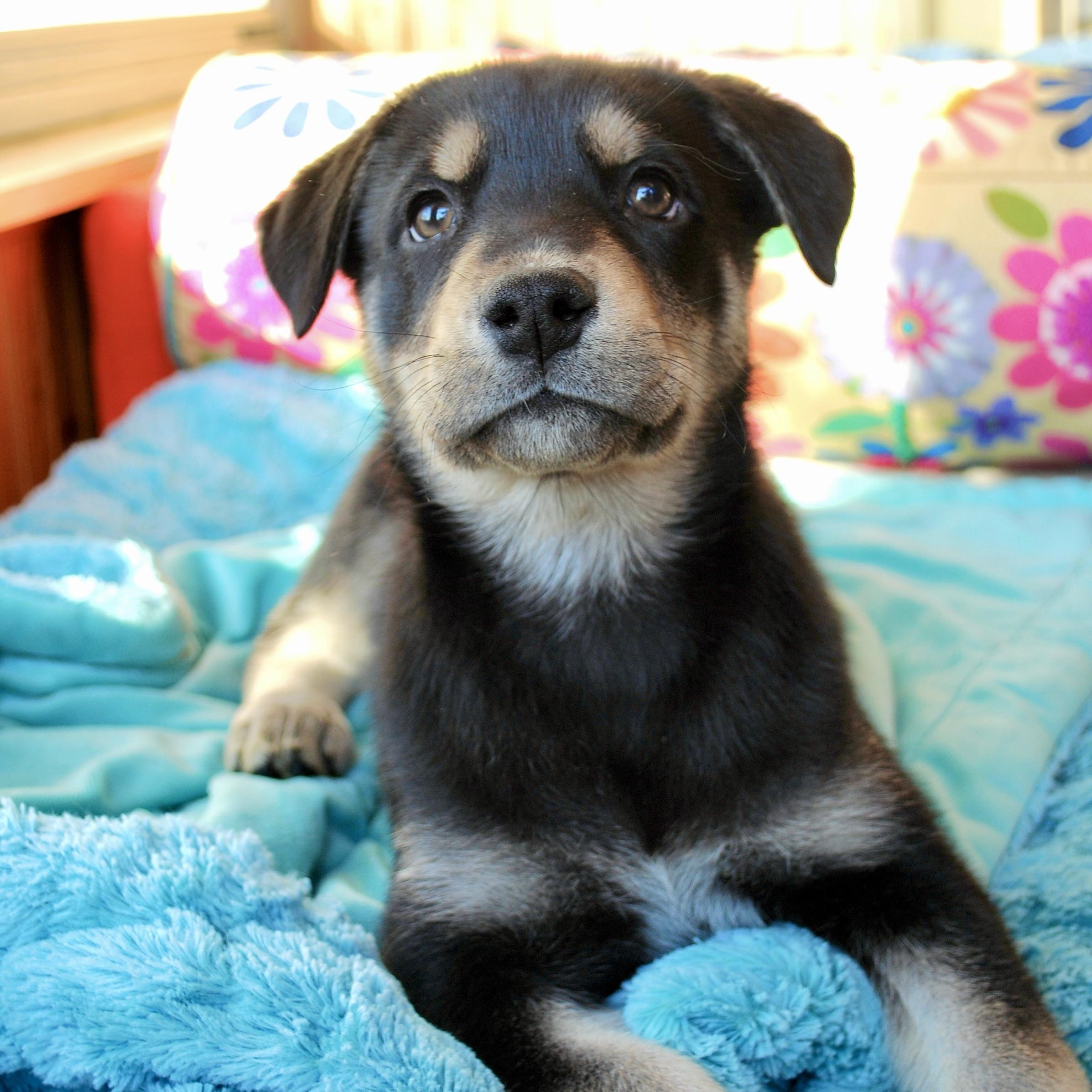 Enlarge Amelia Erhart, a ADOPTABLE mixed breed in Prior Lake, MN image 4/6