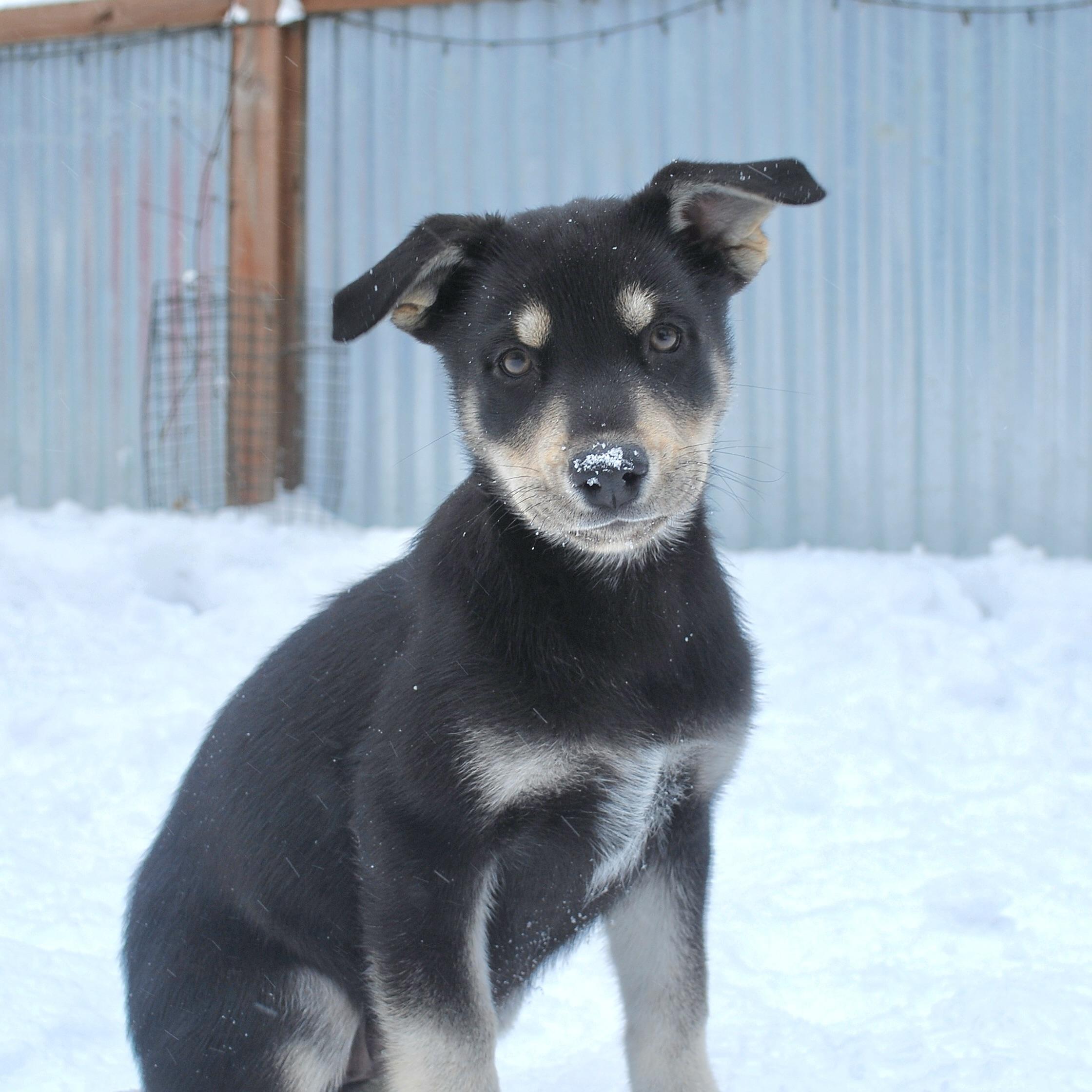 Amelia Erhart, a ADOPTABLE mixed breed in Prior Lake, MN image 2/6