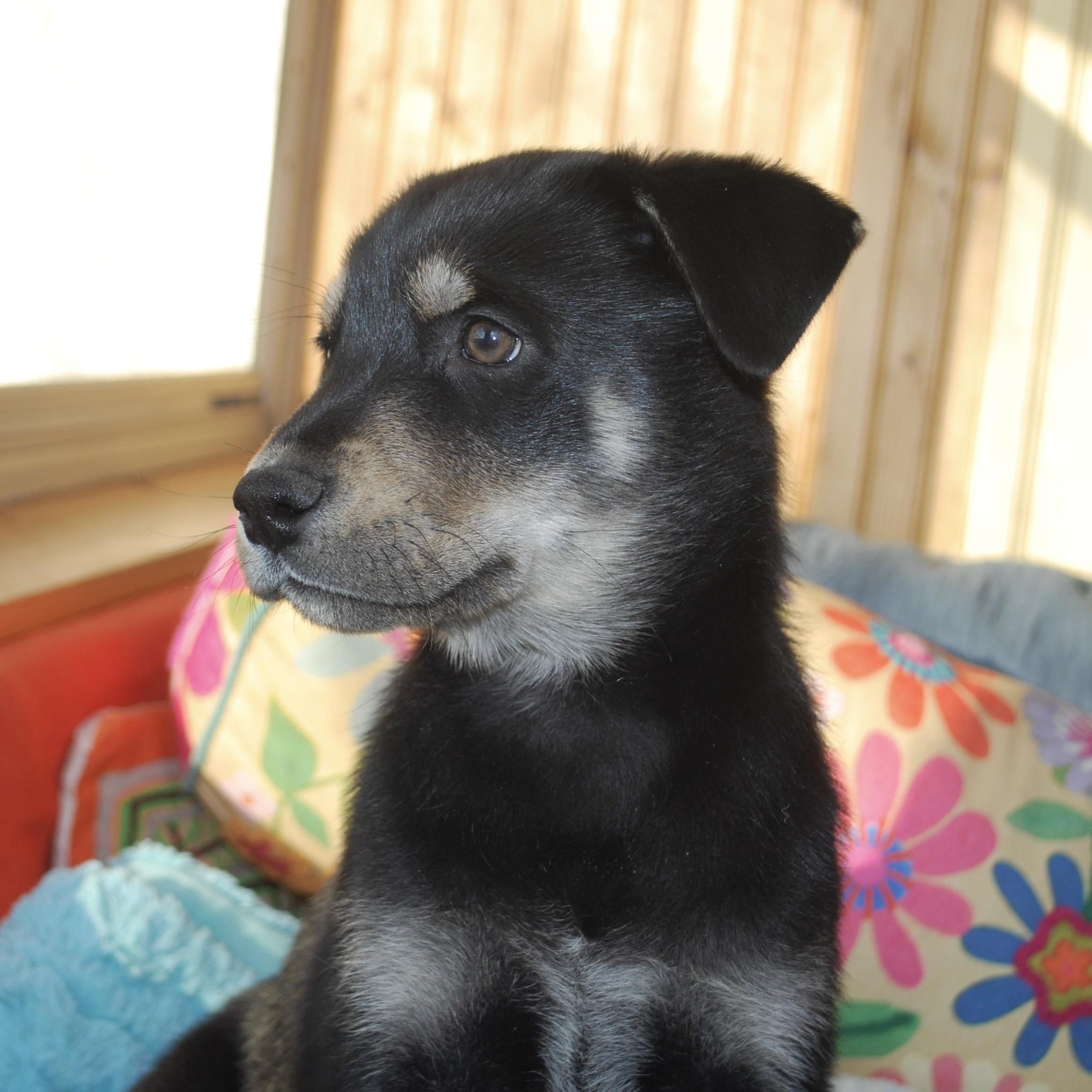 Enlarge Amelia Erhart, a ADOPTABLE mixed breed in Prior Lake, MN image 6/6